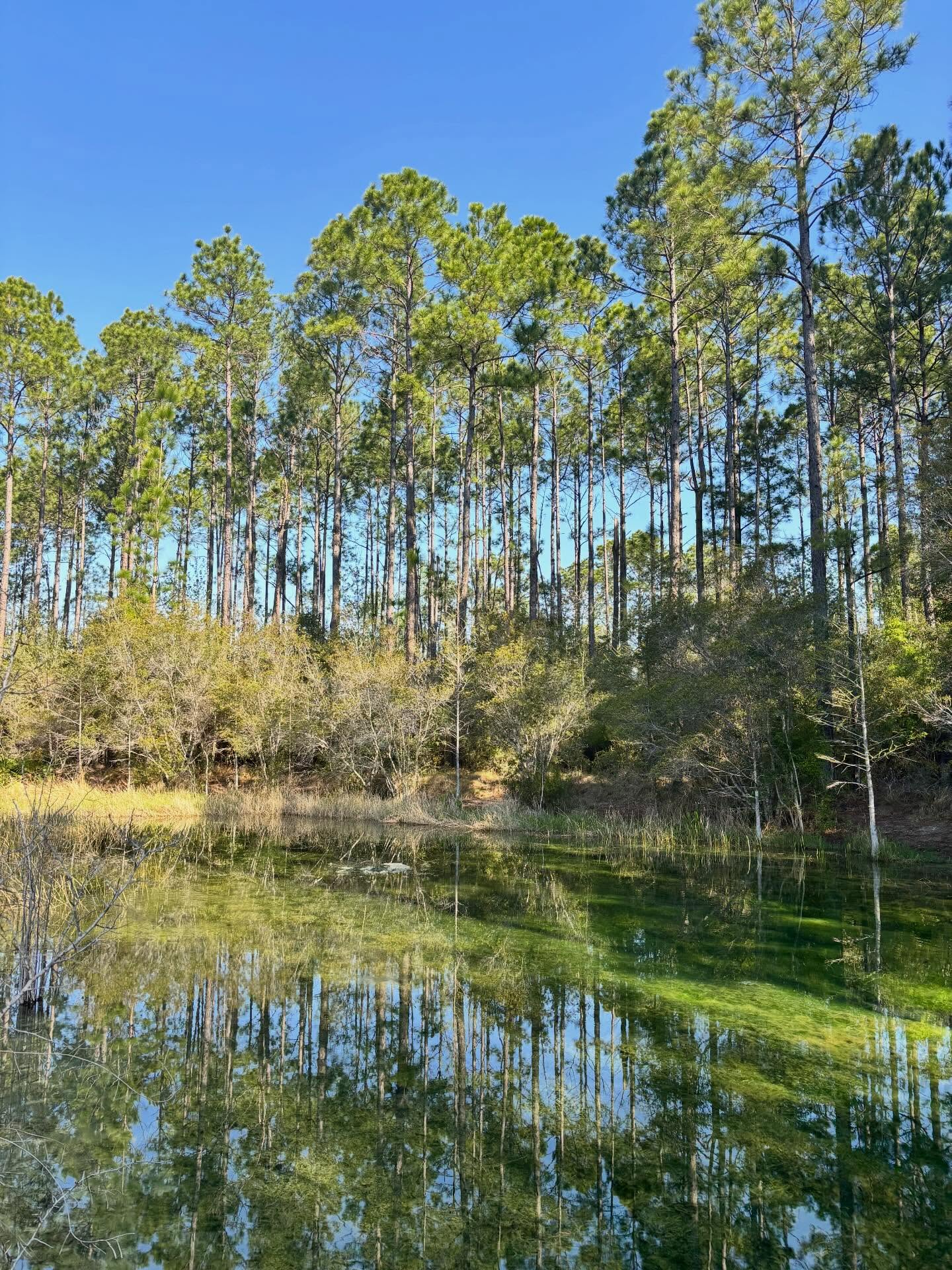 Happy first day of Spring! Incredibly happy to visit @biophiliacenter today and even happier to be a vendor again this year. Please join us on Earth Day, April 25. #nature #natureandforesttherapy #earthday2026 #getoutsideandplay
