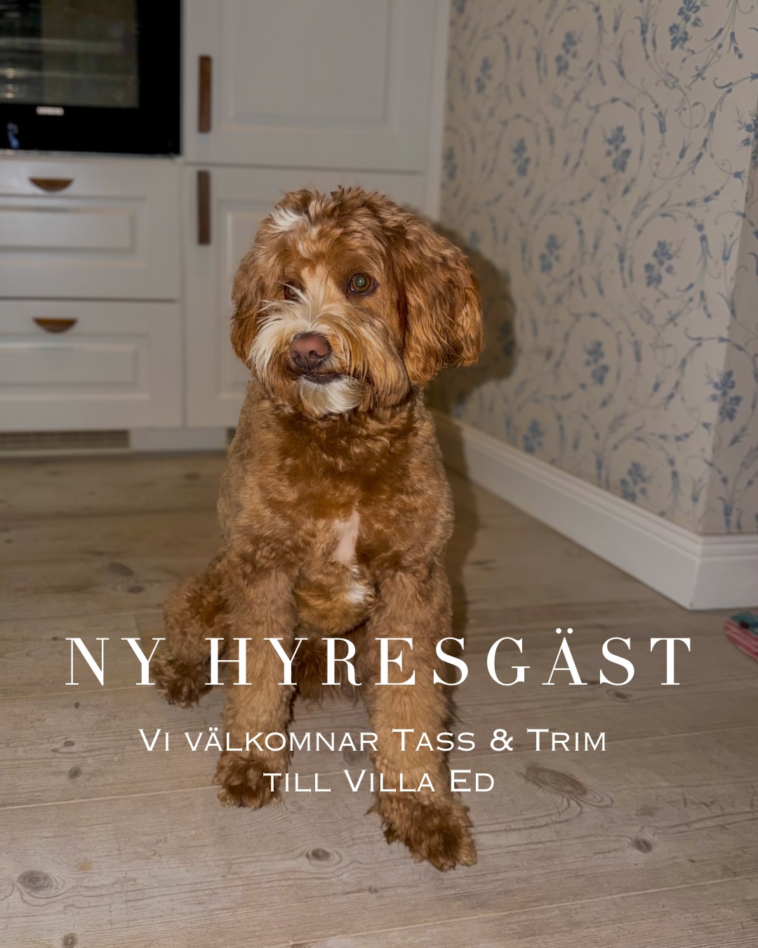 Ny hyresgäst på ingång 🐾
Vi är så glada att snart få välkomna Tass & Trim by Josefin till Villa Ed som öppnar inom kort! Mer info kommer 🐕🐶
Tass & Trim by Josefin är en hundsalong som erbjuder allt från kloklippning och vardagsklippning till trimning och hund-spa. Här står trygghet, kvalitet och personlig service i fokus med målet att varje hund ska få den tid och omtanke den förtjänar, i en lugn och trivsam miljö.
En liten extra guldkant? Som hundägare är du varmt välkommen att slå dig ner med en kopp kaffe medan din hund blir ompysslad ☕️
Bakom salongen står Josefin Nordkvist, 33 år, som i våras valde att följa sin dröm och starta eget. Med en livslång kärlek till djur och ett särskilt intresse för hundvård har hon hittat helt rätt och det märks verkligen 💫
Vi längtar efter att få öppna dörrarna tillsammans!
Vi på Villa Ed
Inredningsbutik @villaedinredning
Klädbutik @villaed_by_glozzy
Café & Bistro @cafevillaed
Frisörer @villaed.frisorerna
Injektionsbehandlare @beautylin.se
Kroppsvård & Massage @lindaholtzkroppsvard
Inemotion Psykologi @inemotionpsykologi
Keramik @lerkallan
Skulpturskogen Villa Ed