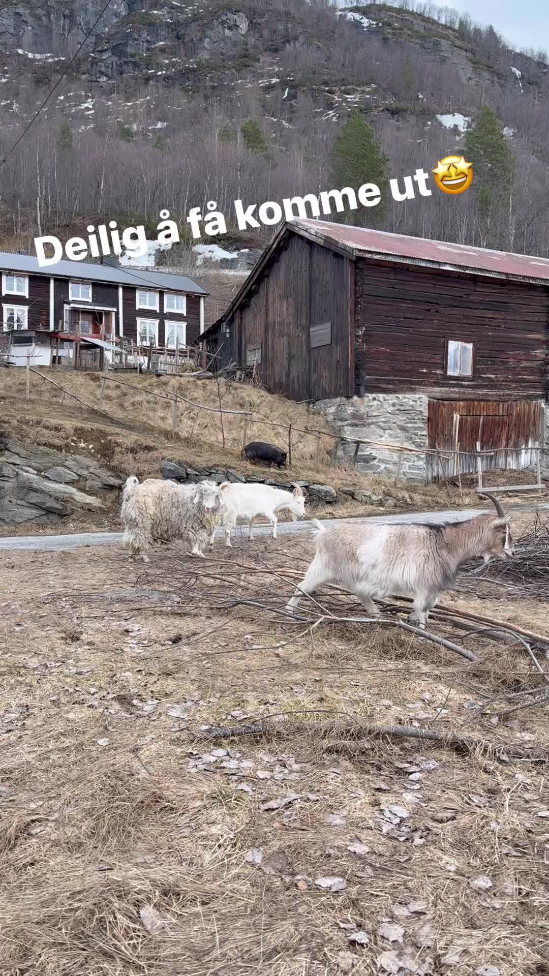 I dag åpnet jeg dørene for at alle i fjøset kan få ta seg en tur ut🤩 geitene for fort ut og sprang seg en god runde. Imens vingeklipte jeg de to tennåringsendene, ordnet utegrindene og sa i fra til alle at nå er det klart😊 Hønene og endene er ikke helt sikre på hvordan det her var, og bruker tid på å komme ut. Jenny er kjapt ute, hun må på do🫣 Alle er skuffet over at det er så dårlig med mat ute - det er ikke slik de husker det🐝🦋☀️