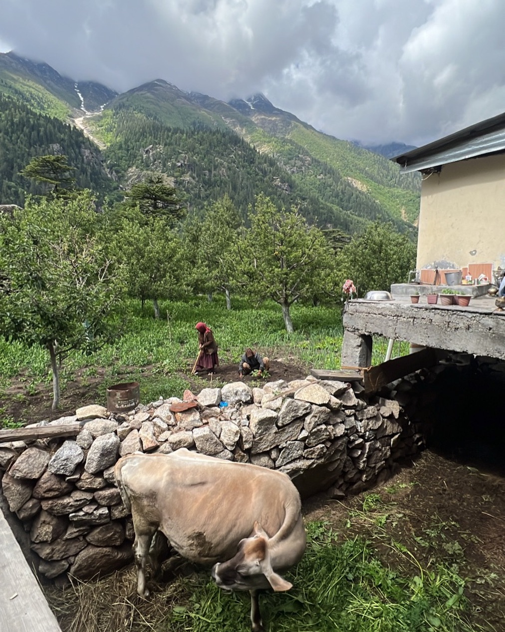 Where the mountains nurture, we create, High-altitude purity in every bite - Kinnaur on your plate 🌿
#eatpure #localproduce #farmtotable #healthyliving