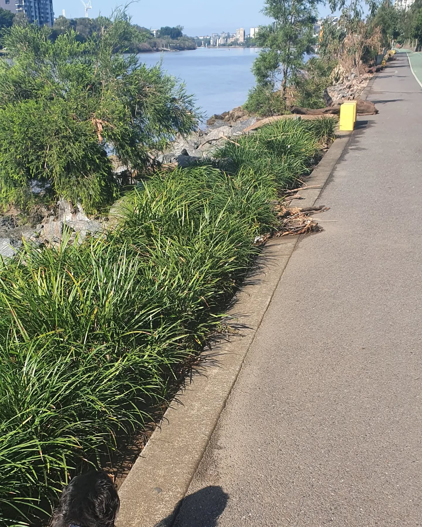 Listening to #thereadystatepodcast on my morning walk today. First time back at the Brisbane River since the flood and the disconnection at the ferry terminal is incredible. #dogwalks #brisbanewalks #brisbane #morningexercise