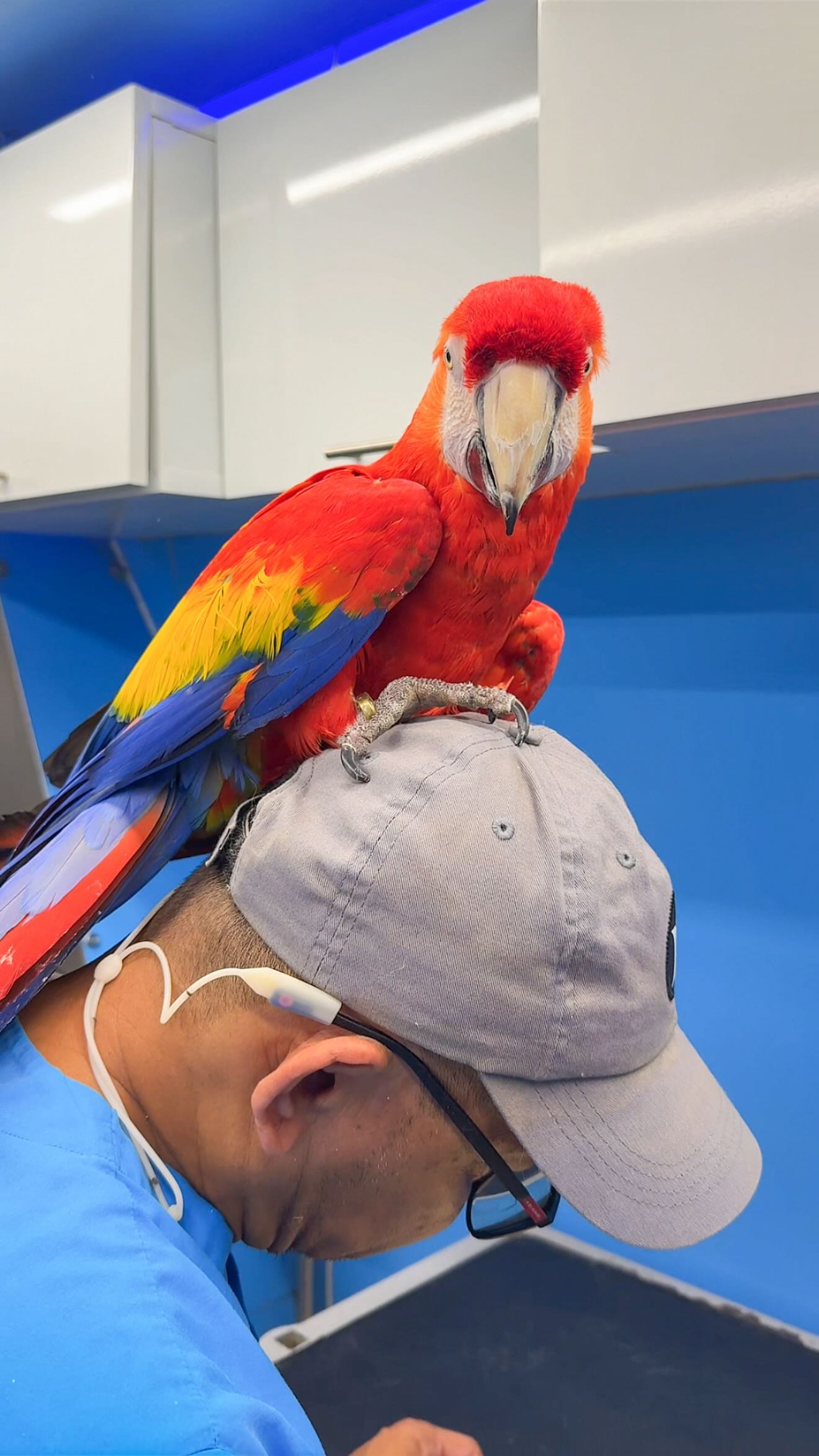 Feathers looking ruffled? Let’s #wagginized that! 🪶✨
Our mobile pet grooming van brings the care right to your door, because every feather deserves gentle care and comfort.
DM to book your winged pal’s grooming today! 🧡