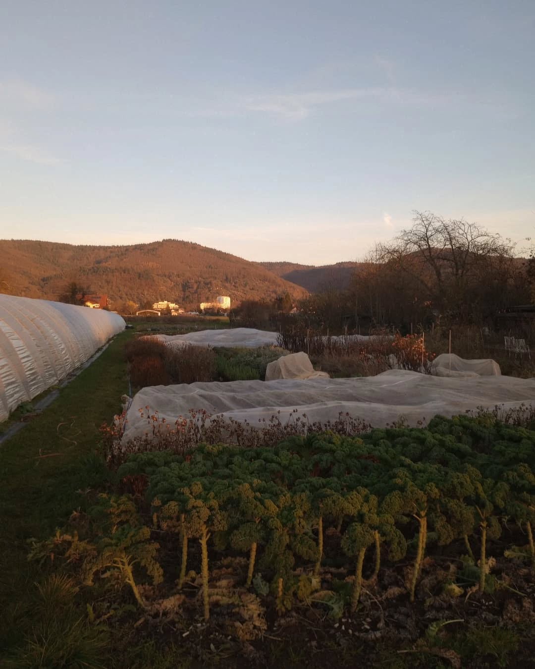Der Herbst im Garten geht zu Ende 🍂☀️