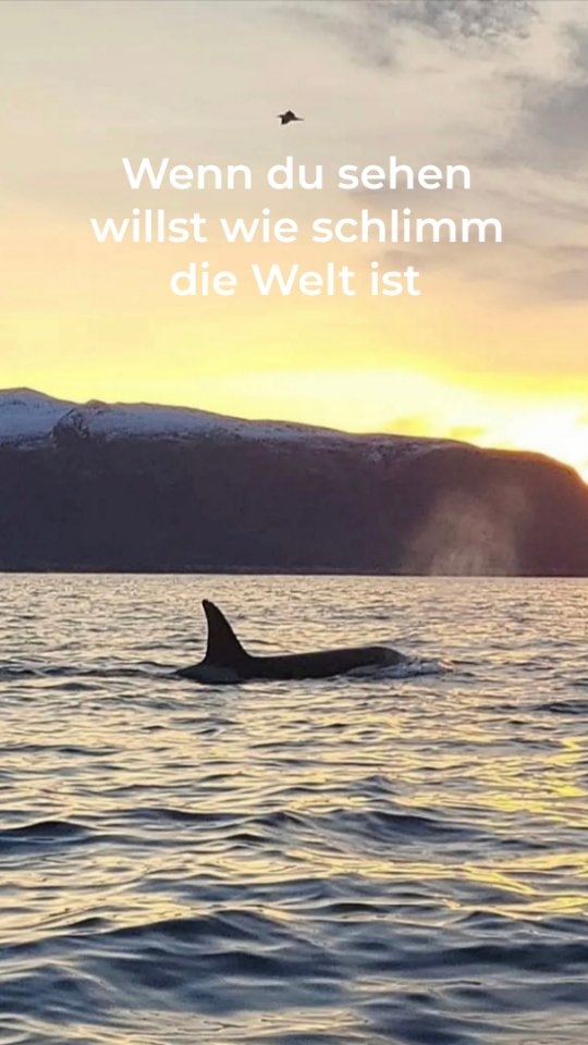 Hier in Norwegen ist der einzigste Ort an dem Orcas und andere Wale friedlich zusammen jagen.
➡️ Mit dem Bus ging es von Tromsø ins 4std entfernte Skjervøy. Dort angekommen, mussten wir uns erstmal warm anziehen und dann ging es auch schon sofort auf das Schlauchboot.
Wir bekamen sofort mehrere Gruppen Buckelwale zu sehen. Sie präsentieren sich in voller Pracht. Nach ca 1 1/2std zeigte sich dann endlich der erste Orca 😍 Der Grund meiner damaligen Reise nach Norwegen.
Ich wollte mir nämlich ENDLICH meinen Kindheitstraum erfüllen. Es war soooo toll diese unglaublich tollen intelligenten Tiere in freier Wildbahn zu sehen.
Die Könige der Meere 🤗
‼️Beste Reisezeit um Orcas in Skjervøy & Tromsø zu sehen ➡️ November bis Februar
WICHTIG:
Wasserparks sind NICHT der geeignete Ort für Orcas und Delfine. Diese Tiere leben in komplexen sozialen Strukturen und benötigen große, natürliche Lebensräume. In vielen Wasserparks werden sie in viel zu kleinen Becken gehalten, was zu Stress, Verhaltensauffälligkeiten und gesundheitlichen Problemen führt. Stattdessen sollten wir uns für den Schutz ihrer natürlichen Lebensräume einsetzen.
Unterkunft: @tromsolodgeandcamping
➡️ Speicher dir dieses Reel für deine nächste Norwegen-Reise.
Folge mir 👉 @chrissiontheroad
für echte Realität unterwegs, Reisetipps & Reiseinspiration.
#norwegen #norway #orca #reisen #travel
