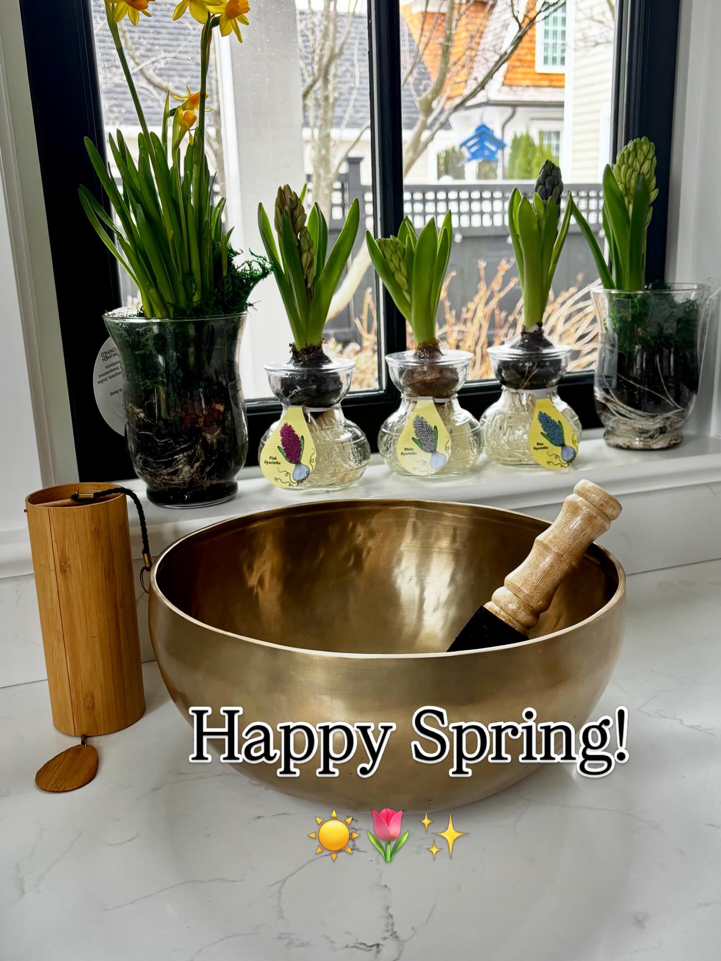 Happy 1st Day of Spring! Let the light shine on! ☀️🌷✨🌷✨🌷✨🌷✨🌷✨🌷✨🌷✨