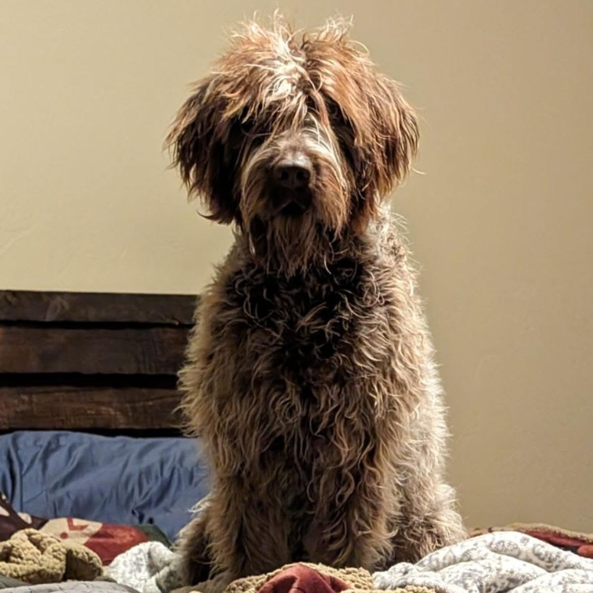 Some of our pups liven their best life!
#Wirehairedpointinggriffon #NAVHDA #Wpgoftheday #WPG
#IdahoWPG #Chuckerhunters #Griffpups
#WPGofIdaho #Dogswithbeards
#Idahobirddogs #Uplandhunting #Birddoghunting #Mansbestfriend
#AKC #PuppiesofInstagram #Puppies #NAVHDApuppies