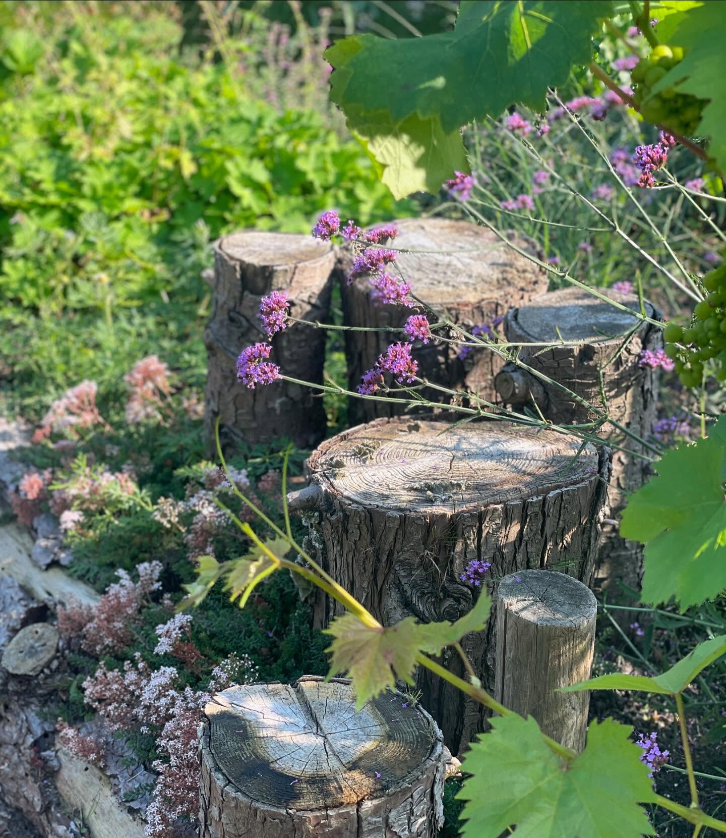 Wat een heerlijke zomerochtend! ‘s Ochtends door de tuin te struinen en te zien hoe alles groeit.
Ook wij hebben wat uitdagingen gehad met Heermoes in de tuin. Door alles aan te planten met Vivimus bodemverbeteraar @dcm.organic en de bodem te verrijken met lavameel, wordt de bodem langzaam rijker en rijker. Heermoes groeit het best op arme grond, dus door de bodem te verrijken en dichtgroeiende, bodembedekkende planten aan te planten, maken we het deze ongewenste plant steeds moeilijker om zich te vestigen.
(Swipe voor aanplant in februari)
Kom lekker struinen en als je bezig bent met je groenproject: het adviesteam staat weer van 08:30 tot 17:00 voor je klaar.
#biodivers #biodiverstuinieren #tuinontwerp
#zaterdagopen #gorinchem #arkel #garden #gardeninspiration #tuininspiratie #plantinspiratie #tuincentrum #duurzaamtuincentrum #tuinieren #detuinin #tuininjuli #tuinierenjuli #juli #geranium #carexprairiefire #tuinontwerp #detuinin