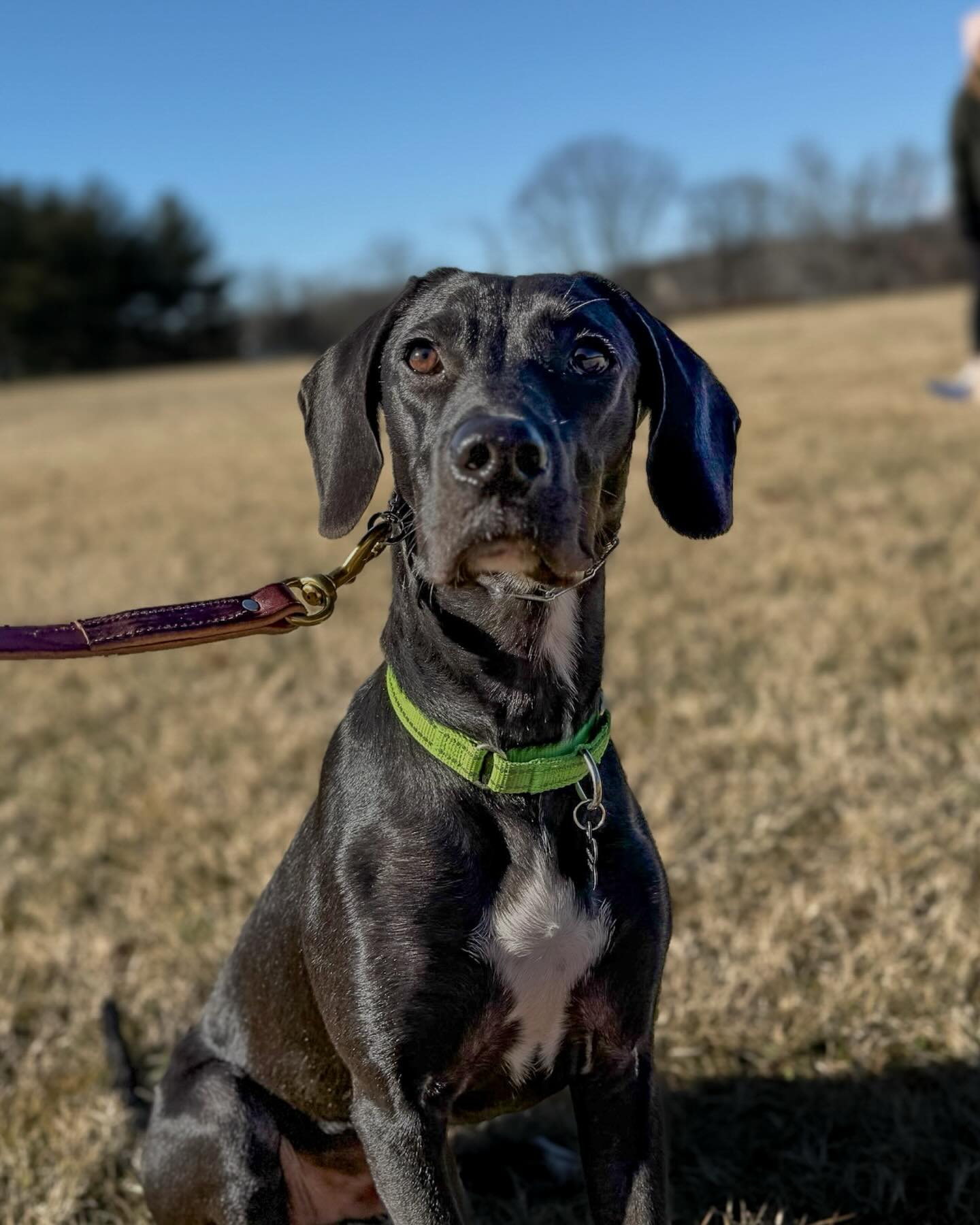 Happy graduation Sammy!
This sweet boy just graduated from our Day Train program. Over the past few weeks we have really seen this sweet boys confidence grow.
#dogtrainer #dogtraining #dogsofinstagram #confidence