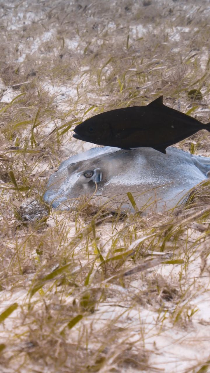 Experience a whole new way of diving 🌊
The AVELO system replaces the traditional BCD with a simpler, lighter setup — giving you effortless buoyancy at the press of a button.
Less gear.
Less stress.
More time enjoying the ocean.
Aldora Divers is the only AVELO Dive Center in Mexico, where you can dive, train, and get certified with this innovative system.
Ready to feel the difference?
Book your AVELO experience with us. 🤿
@diveavelo
#Avelo #AldoraDivers #DiveCozumel #cozumel #CozumelDiving