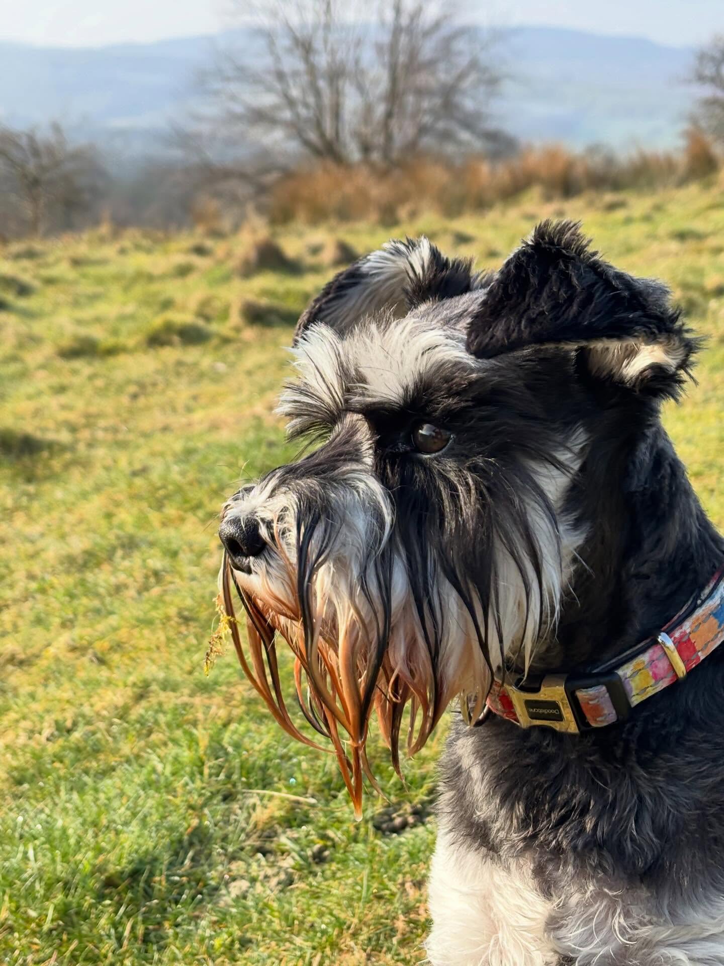 Good morning Spring 🌞