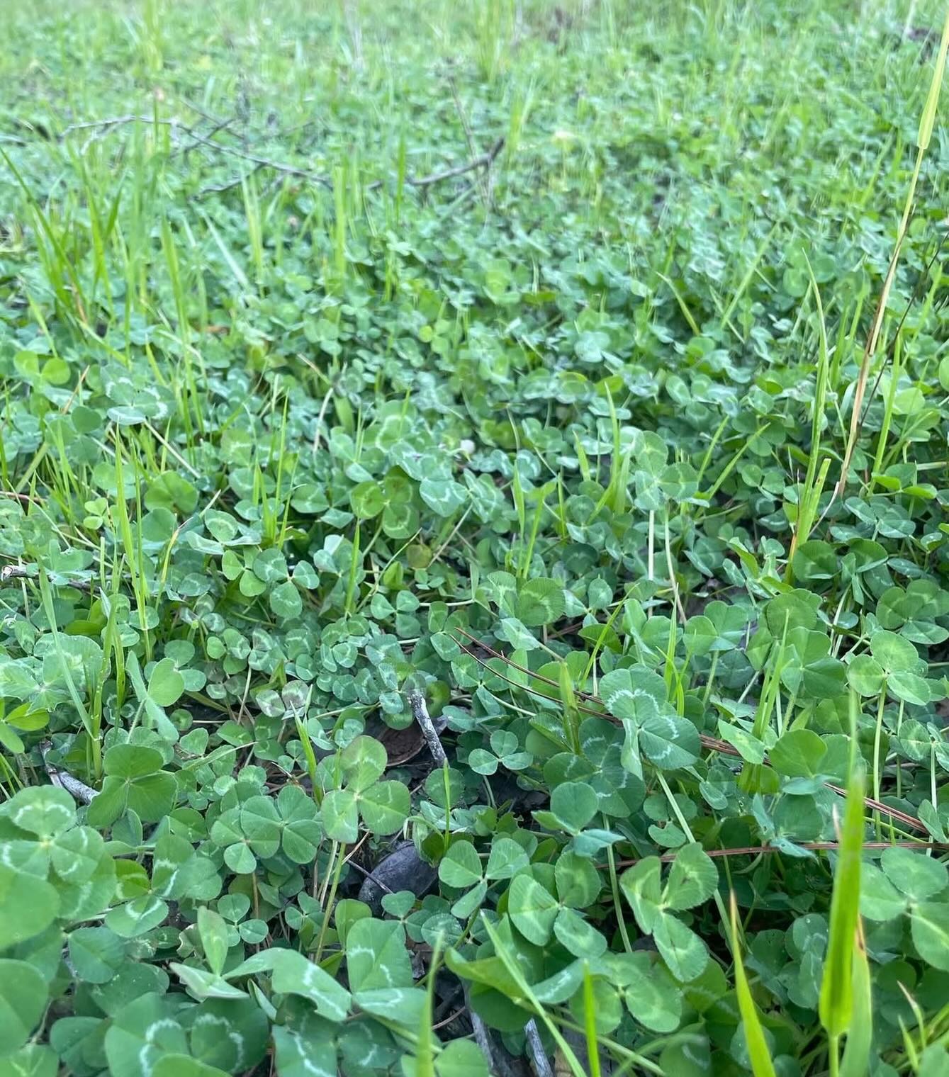 Happy St. Patrick’s Day ☘️
.
It’s a good time of year to look at some of your perennial food plots 🌱🌱to see what type of chemical release you may need as grasses and weed competition will start showing its face.
.
☘️Clover is a great year-around protein source for all your game species and although it is not something you necessarily need to have large acerage plots in, it’s still a great asset to have on your tract to help supplement.
.
Growing season fire🔥, hinge cutting🪓, & supplemental feed are other great sources to get your critters through the lactation, nesting, and antler growing time of year 🦌 🦃