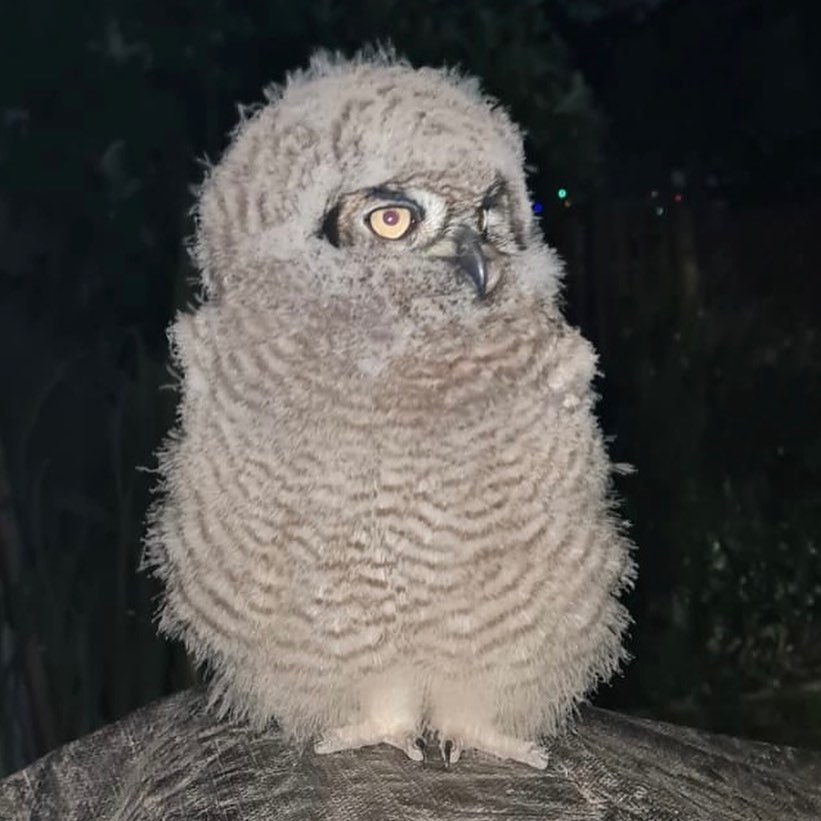 Who Dare 🦉 #owl #babyowl #rivergladesestate