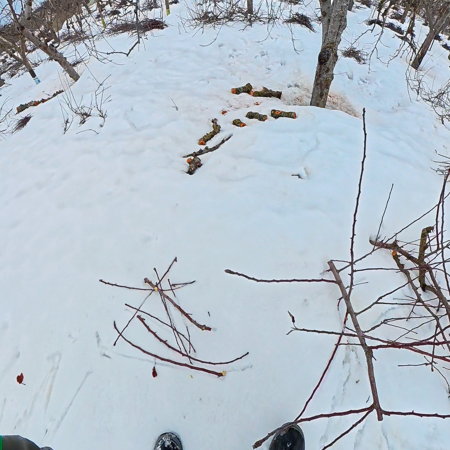 🍎🍏
【剪定したら片づける】
木から枝を切るのが剪定(せんてい)。
でも、それで終わりではありません。
それを片づけるのも大事な仕事です。
薬剤散布までに、それらの枝を片づけなければなりません。
枝の中でも、薪ストーブにつかえるものは残し、それ以外を運べるようにきざみ。
(そっちの方が燃やしやすいし)
枝片づけも大事な、作業です。
(トラクターで片づけたり、草刈りにアタッチメントつけて片づけたり、チップにする方法もありますけどね)
■■■■■ジュース加工について■■■■■
2025年度の加工受付中です。
(4月上旬までの予定です)
現在、ご予約なしでの持ち込み可能です。
お気軽にご利用ください。
受付・引取時間
平日 9:00~16:00
------------------------
【加工事前受付】
↓LINEページ
友達登録して、事前受付お願いいたします。
https://lin.ee/74LkMcf
------------------------
りんごジュース販売中!
・stores、ポケットマルシェにて販売中です!
https://tono-fruits-lab.stores.jp/
--------------------------
#津軽りんご加工センター
#りんご加工 #ジュース加工
#つがる果樹工房 #つがる林檎園 #stores
#ringofarmer
#東北 #青森 #弘前 #青森ライフ
#tohoku #aomori #hirosaki #aomorilife
#りんご #りんご畑 #りんご農家
#ringo #apple #りんごジュース
--------------------------
【農ナビ青森に取り上げていただきました】
https://www.nounavi-aomori.jp/start/publicity
#農なび青森
--------------------------