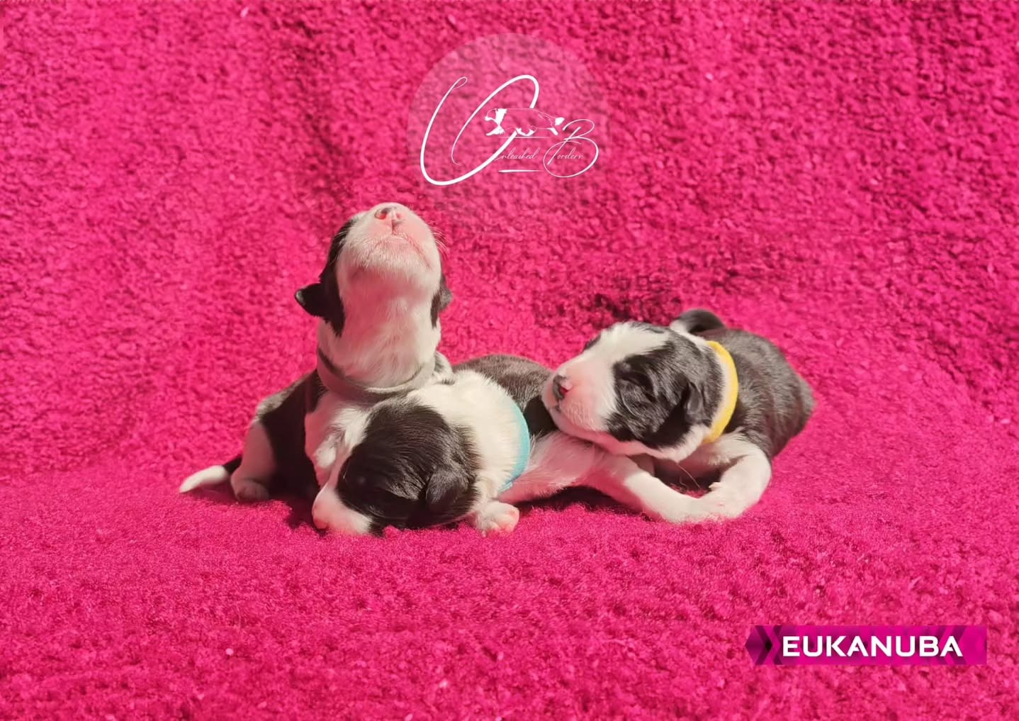 Happy 2nd Birthday to our beautiful Litter C! 💓
Dante x Sega ✨️
Unleashed Borders Call me Candyman💙🇺🇸Myko
Unleashed Borders Crush on Casanova💙🇨🇾Elvis
Unleashed Borders Classic Checkmate💙🌈Collin
Unleashed Borders Cosa Nostra🩷🇨🇾Zora
Unleashed Borders Cipher Playfair🩷🇨🇾Mel
Unleashed Borders Crown Jewel🩷🇨🇾Nova
Can you believe they’re already 2? It feels like just yesterday they were tiny puppies!
I couldn’t be happier or more grateful for all of their amazing owners 💓 thank you for giving them such loving, caring homes where they truly thrive. It means the world to see them so happy and cherished. ❤️
Sending lots of love, cuddles from the whole border collie family! 🎂
#bordercollie #bordercolliepuppies #birthdaypup
