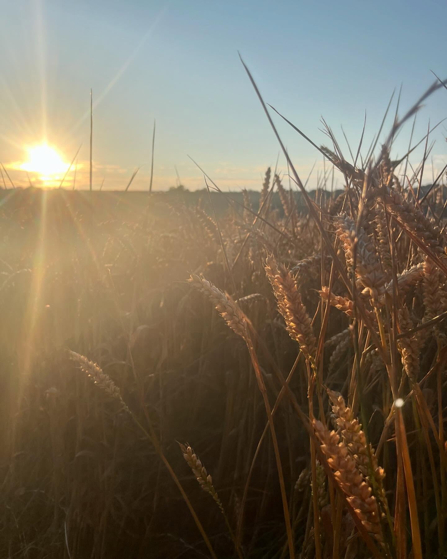summer sun
heat, sweat
water, cooling
energy, yang
humming, buzzing
stillness, pausing
listening, feeling
slowing down
surrender
receiving
clarity landing
heat of sun
and all it has to offer
☀️
#natureconnection #ecotherapy #ecopsychology #nature #summer #seasons #surrender #heat #slowdown #receive
