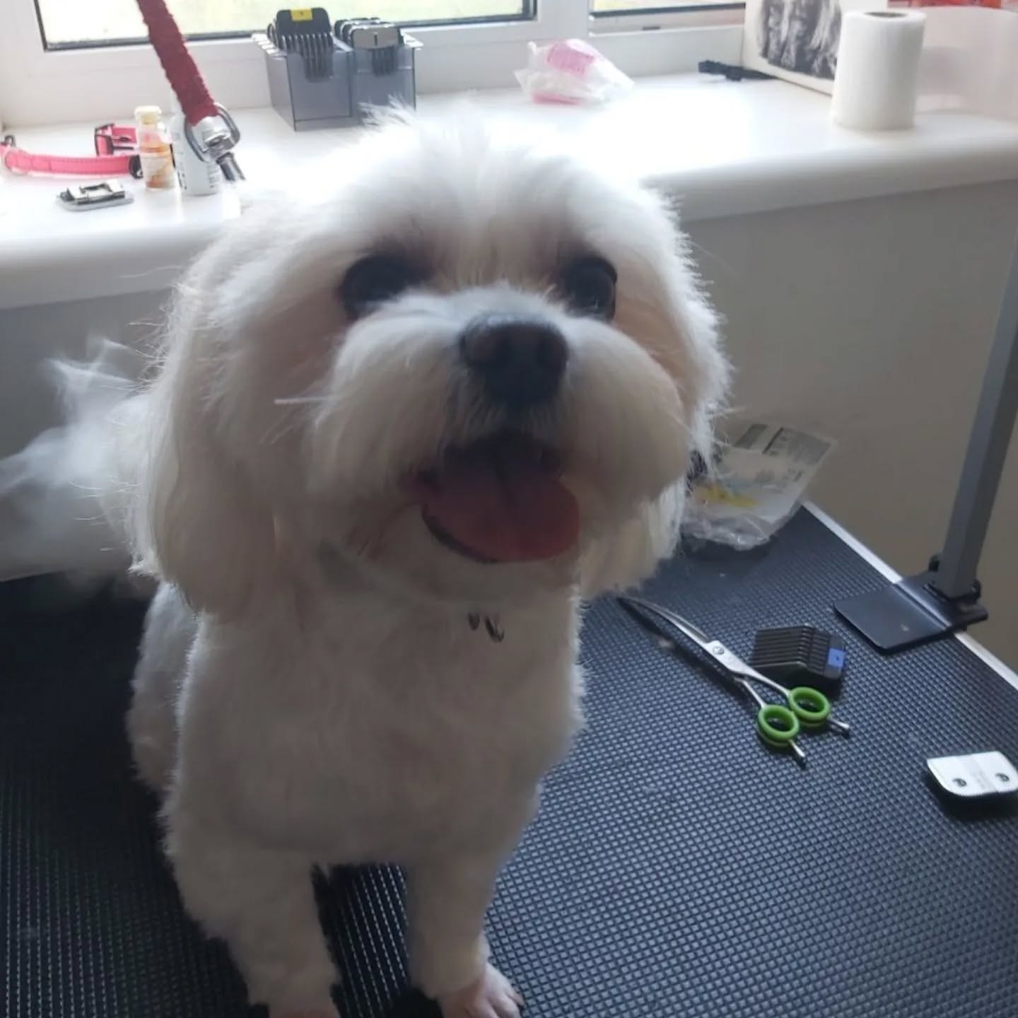 Ось вам приклад того, як грумер перетворила Стьопку на Степана Юрійовича лише завдяки спритності рук та ножицям