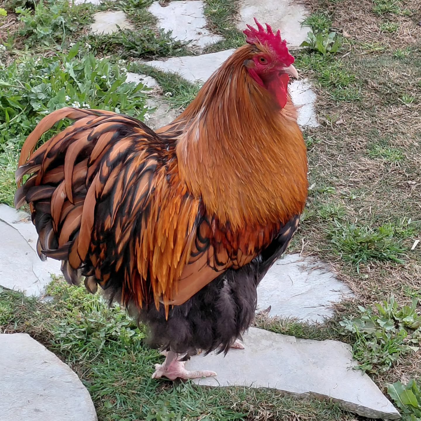 Kral öldü, yaşasın yeni kral.