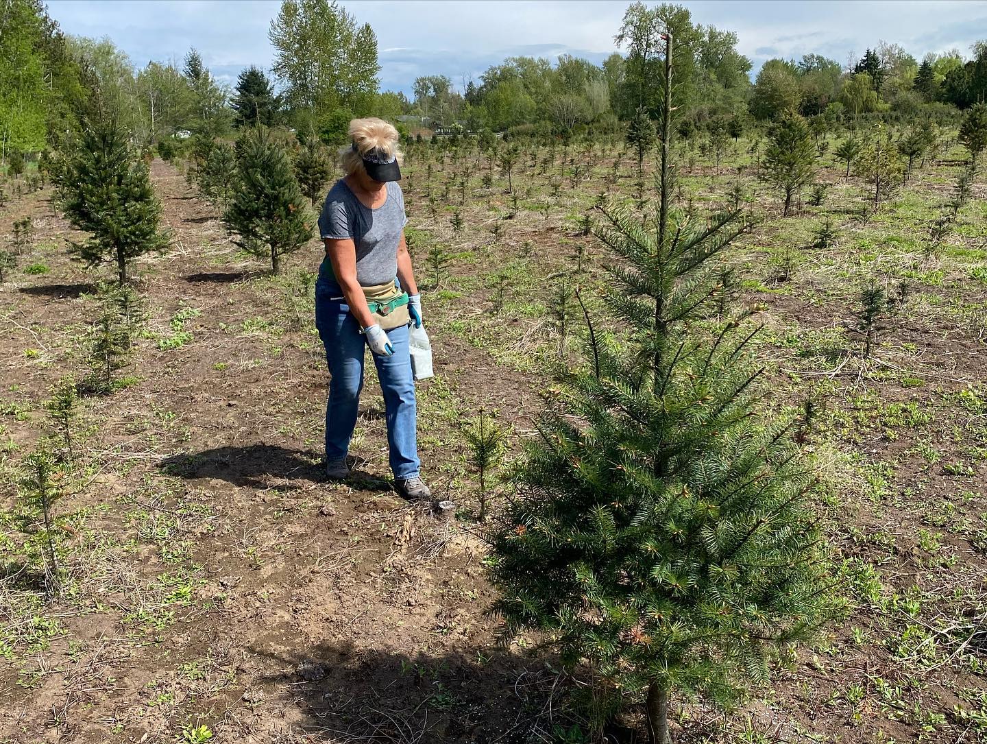 Our sore backs are killing us but these two farmers just finally finished fertilizing 20,000 Christmas trees.
By hand 😜
All Fir trees — Douglas fir, Grand, Fraser, Nordman, and Canaans.