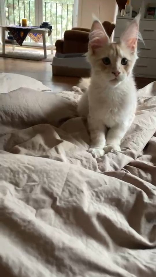 Le Maine Coon, un chat… ou presque un chien ? 😄
Ce grand félin adorable adore jouer… et surtout rapporter !
Oui oui, comme un chien 🐶
Lance-lui une petite souris ou son jouet préféré… et regarde-le revenir fièrement avec 🐭
✨ En plus d’être amusant, ce jeu :
✔ stimule son intelligence
✔ renforce votre lien
✔ évite l’ennui
Le Maine Coon a besoin d’interaction et de stimulation au quotidien 💛
Alors, prêt(e) à jouer avec
ton chat-chien ? 😍
Carine Zimmermann
Éleveuse de Maine Coons
Affiliée au Cat Club Romand
Domaine de l’eau vive
1724 Bonnefontaine
+41 79 281 93 88
www.lescoons.ch
#mainecoon #chatchienmsinecoon #chat heureux #chat