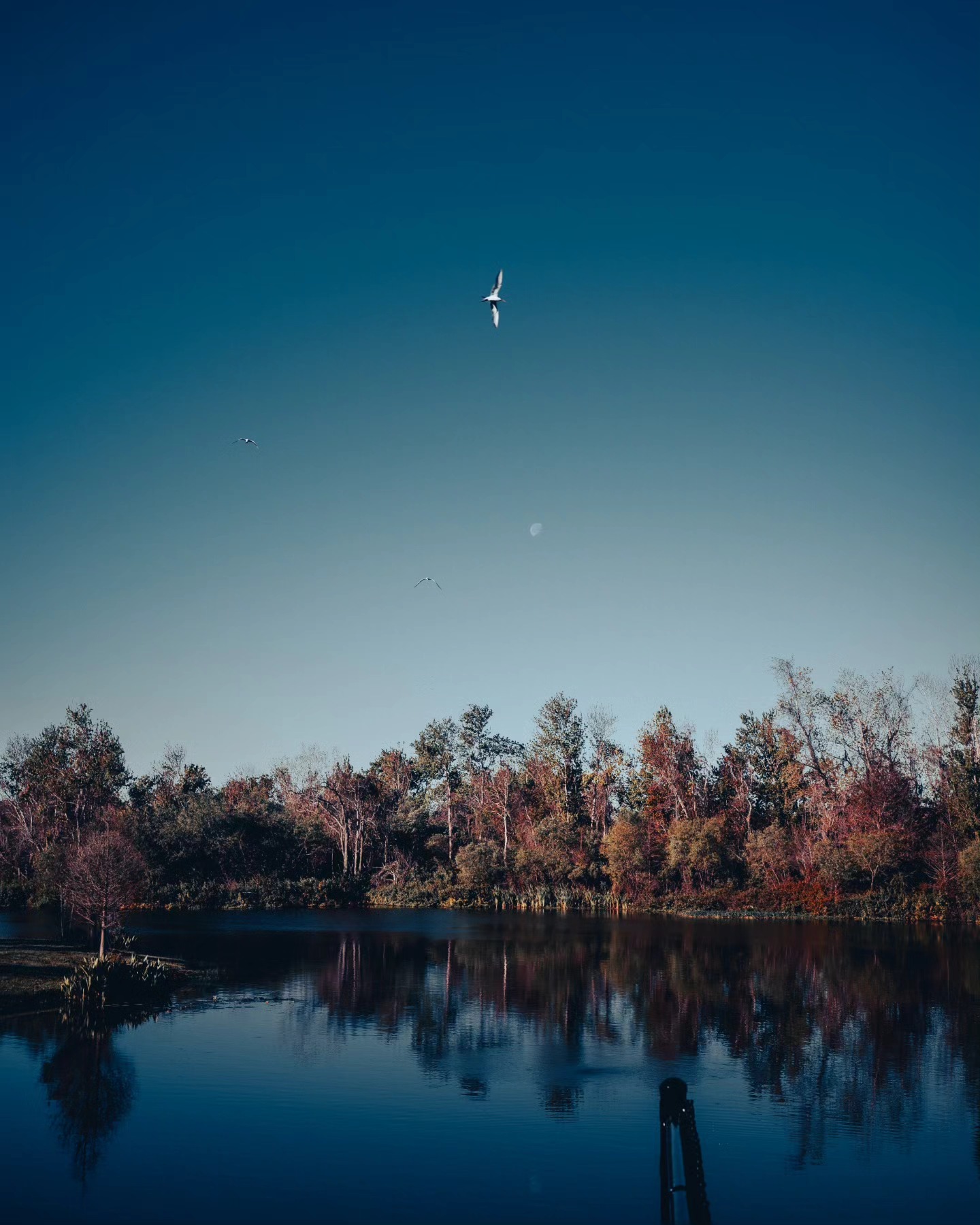 Artsy fartsy parksy.
#bonnetspringspark #lakeland #photography #nature #ricohgriiix