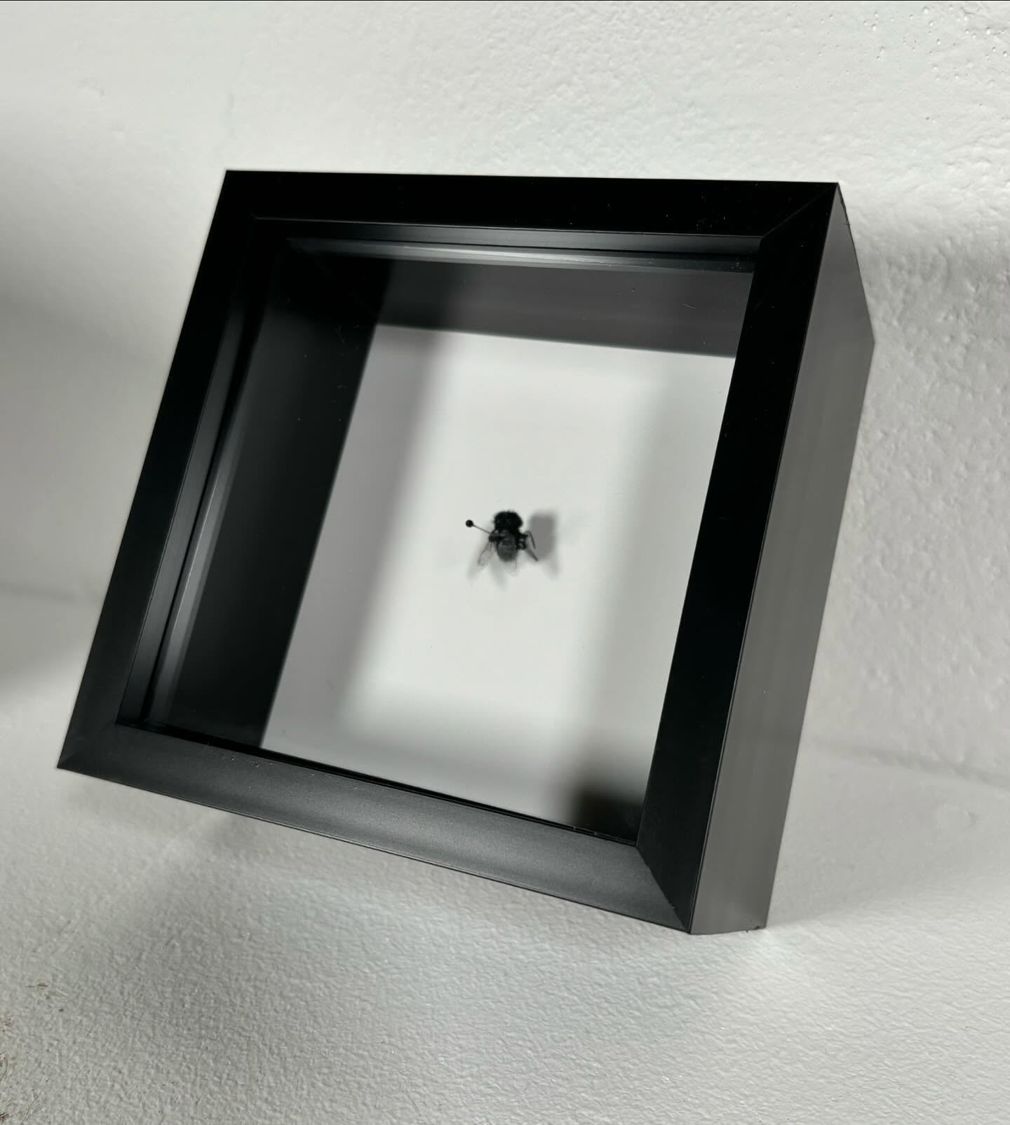 We need your HELP. Please adopt this stray fly.
Let us carry out the paper work and you get to name it.
-
£150
Original hand sculptured piece, signed on reverse.
-
Give it a space on your wall / shelf / mantle piece and they will love you forever. Remember, a fly is not just for Christmas.
-
@moderntoss here @whistleblowergallery #adopt #adoptafly #moderntoss #thefirst8000days #20years