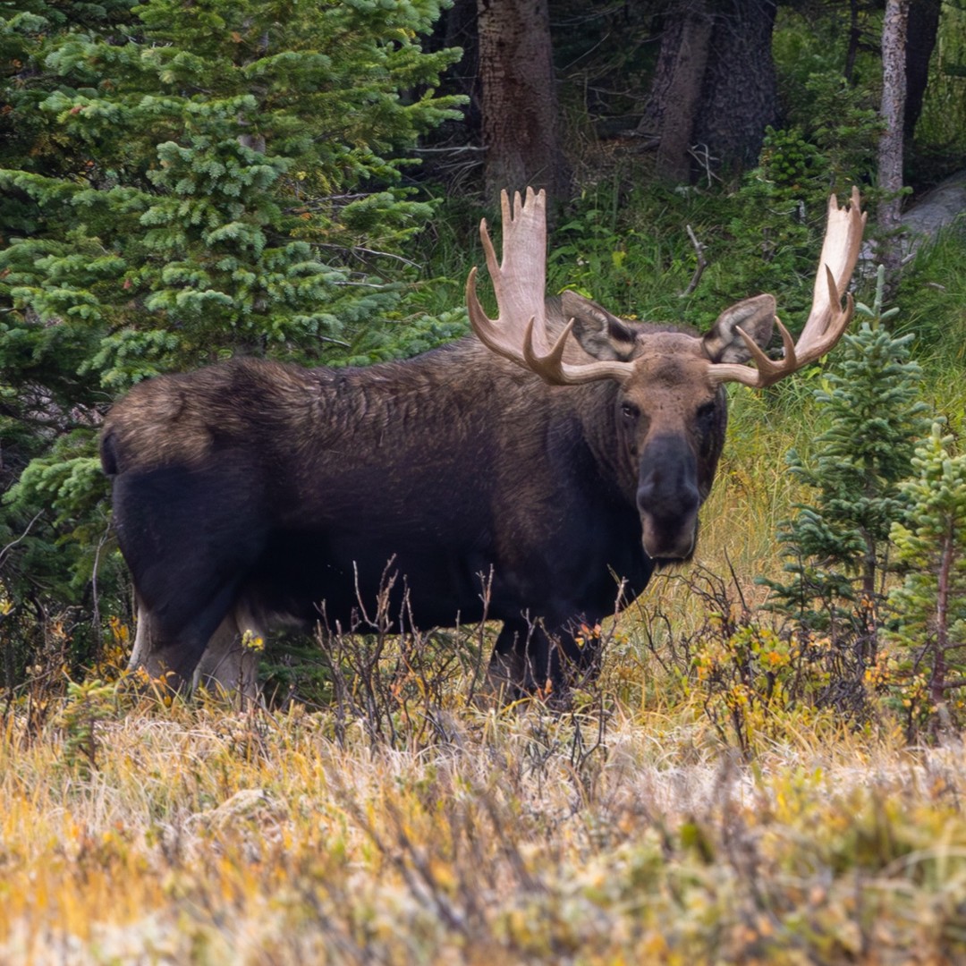 Can you imagine finding 8 moose in a single day!!!??? Yeah, we we did while out exploring and filming for my Youtube channel. SWIPE to see all the critters we saw. Search @DesignShootBuild on Youtube and you can come with us on an adventure through diverse landscapes of Colorado as we photograph some stunning wildlife with the Canon 100-300 RF 2.8 lens. Experience the beauty and challenge of wildlife photography in some of Colorado's most beautiful locations. We could these moose along with elk, deer and all kinds of other critters! Special thanks to my buddy, @winemanphoto for being the Moose whisperer and knowing where all these fellas like to hang out. @canonusa @shimodadesign @mtnops
#wildlifephotography #moose #moosephotography #wildlife #wildlifephotographer #wildlifepictures #wildlifelovers #nature #natureinspired #ourplanet #colorado #rockymountains #coloradolandscape #landscapephotography #canonwildlifephotography #canonRF100-300 #canonR5