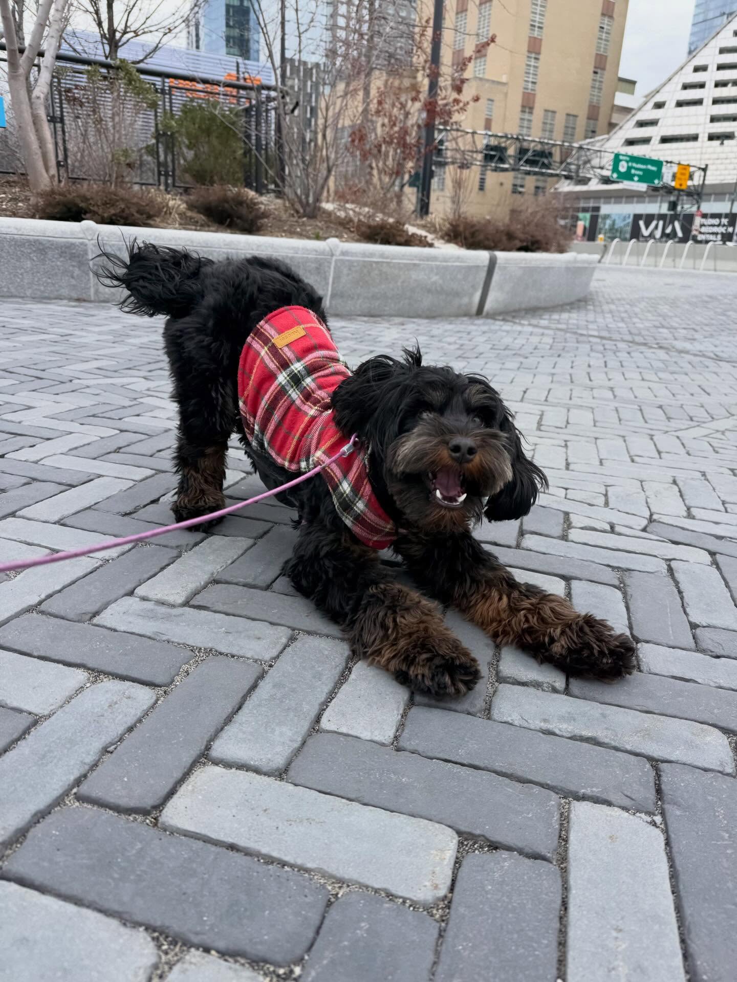 Finding my inner pupeace ✨
#dogsofallboroughs #doodlesofinsta #australianlabradoodlesofinstagram #aussiedoodlepuppy #dogsofhellskitchen