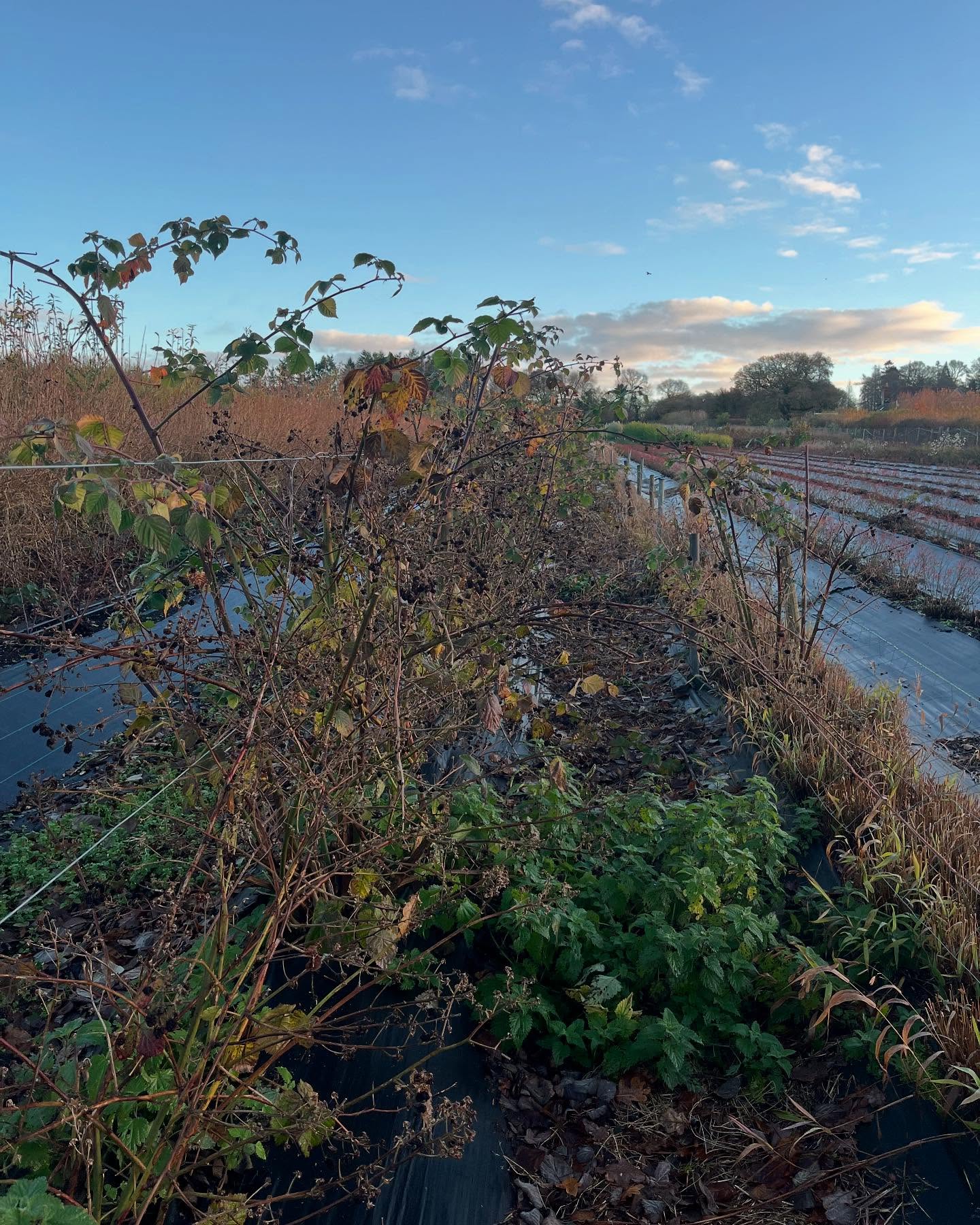 putting to bed
tucking up for winter
trimming back
drawing down
cosying in
composted by what’s being let go
the cuttings
the trimmings
the sheddings
the prunings
the releases of this year
to create the mulch that nourishes
and feed the seeds that we sew
what is being graced
by the presence of your wintering?
what’s coming with you
as we enter in to the dark
and what is not
in to the still, the quiet
to rest a while
to dream
to have space
to gather what it needs
for the time
when energy
rested, renewed, replenished, recharged
starts to rise again
#natureconnection #ecotherapy #ecopsychology #seasons #seasonalshifts #winter