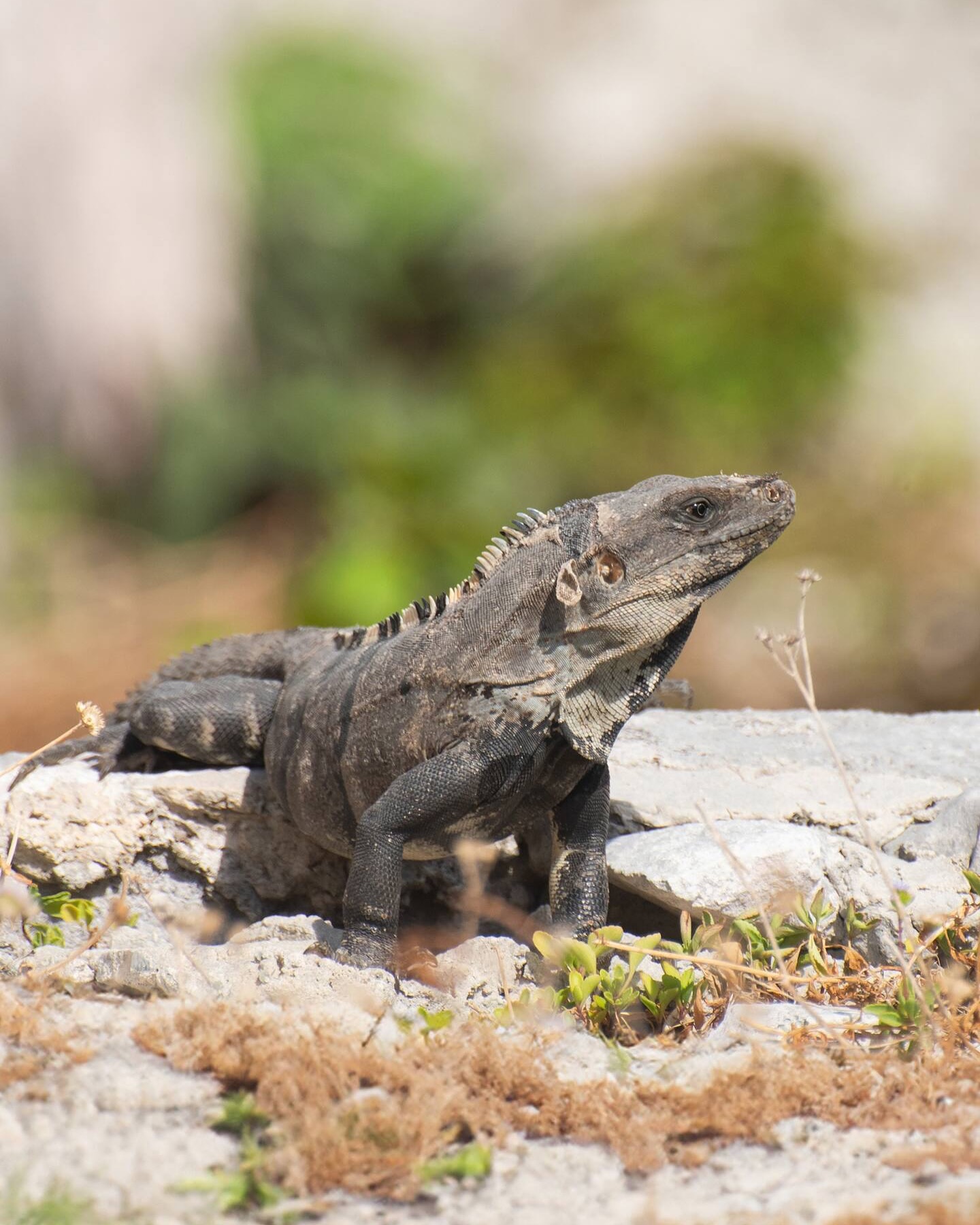 Imagine being this close to wildlife in Sian Ka’an… 💚🐬
No cages, no barriers — just you and nature, sharing the same space for a moment that feels unreal. Dolphins, manatees, birds, even crocodiles… all living freely in their home.
It’s wild, humbling, and something you never forget 🌿✨#siankaan #wildlife #tulum