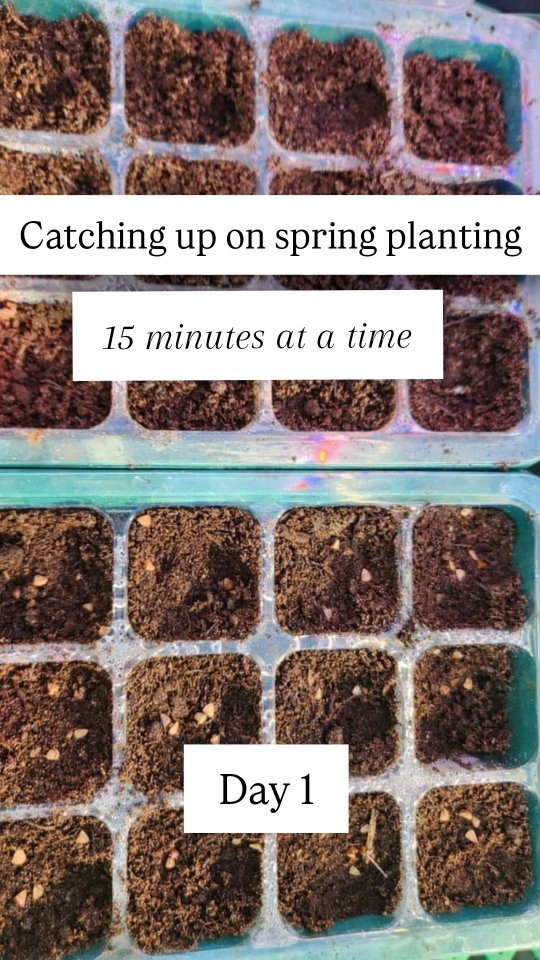 We’ve been feeling a bit behind in the garden lately…
So I’m trying something simple —
15 minutes each weekday morning, no pressure to do more.
Day 1 was just 2 packs of seeds sown.
Bells of Ireland
Celosia ‘Rose Gold’
Two bouquet fillers - both half packs from past seasons that I wanted to give another go.
Hoping it’s one of those small shifts that adds up so the weekends feel more doable.
If you’re in the same place, you’re very welcome to join us.