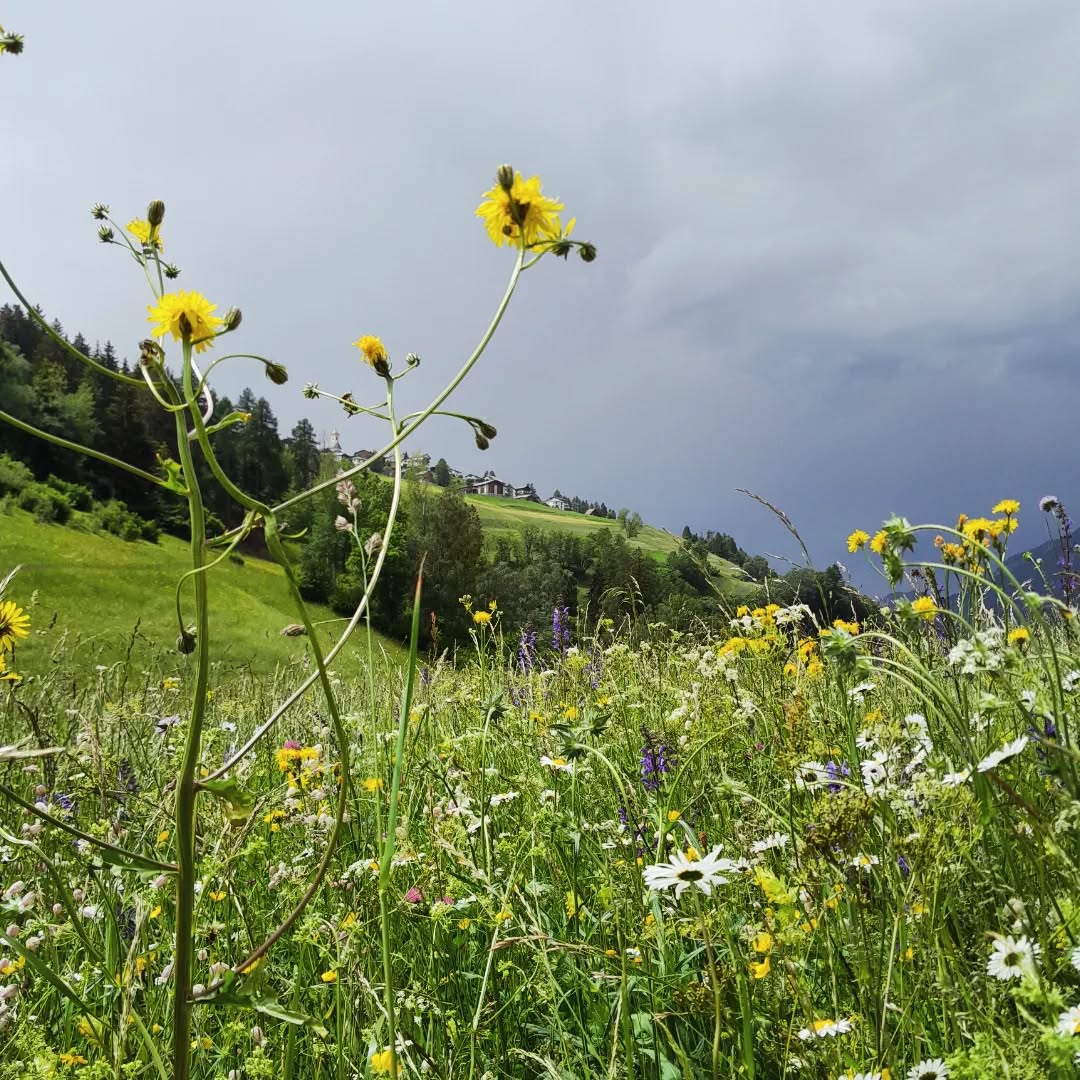 Die Blumen-, Farben- und Formenpracht in und um Stierva sind momentan definitiv einen Spaziergang wert.
#stierva #uts #graubünden #blumenmeer #farbenpracht