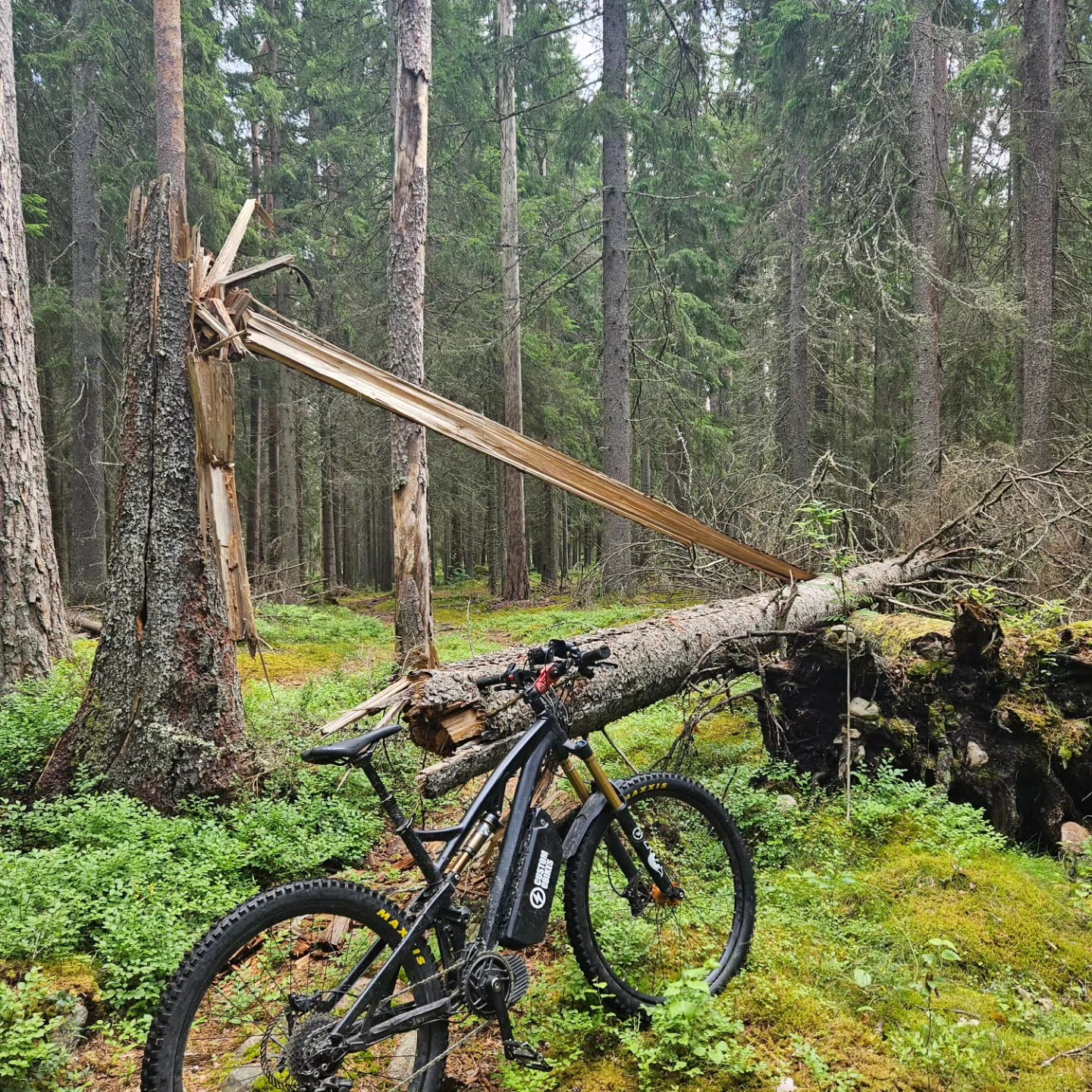 Out finding new tracks
#fulldemper #elsykkelkonverting #midtmotor #krankmotor