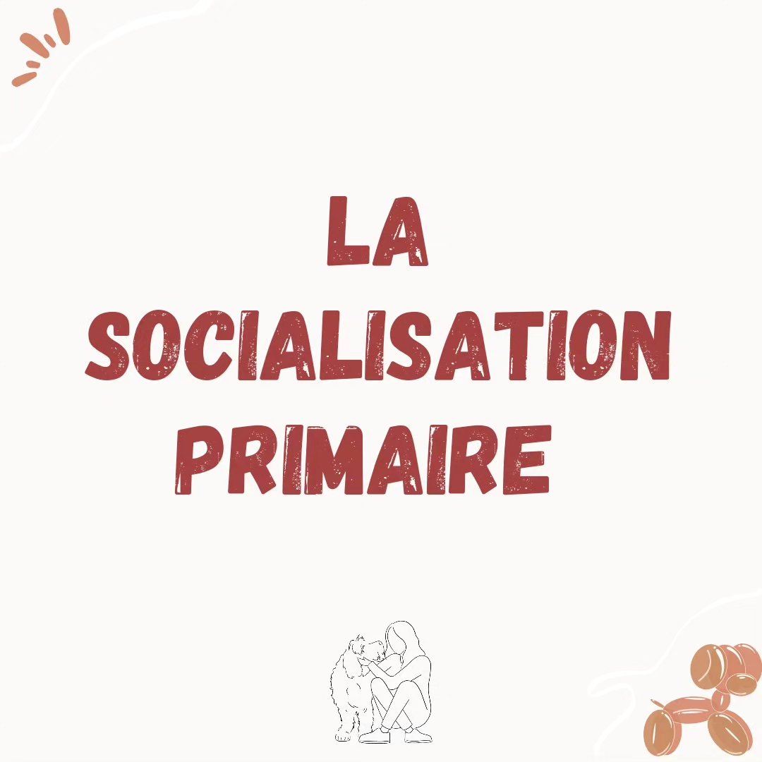 Pour continuer dans cette lancée du développement du chiot jusqu'à son âge adulte, je voulais vous parler aujourd'hui de la phase de socialisation primaire !
C'est un moment clé dans le développement et l'évolution future du chiot, qui est malheureux parfois négligé ou mal interprété. D'où l'importance de faire une petite piqûre de rappel aujourd'hui 🙈
S'il y a une chose à retenir c'est que : la qualité vaut mieux que la quantité !!
Et puis pour les adoptants de chiens adultes, pas d'inquiétude. Même si le chien n'a pas eu de bonnes expériences avant ses 3 mois, vous allez pouvoir profiter de la phase de socialisation secondaire pour lui faire découvrir tout plein de belles choses !! D'ailleurs un post arrive tout bientôt à ce sujet 🤫
#educateurcomportementalistecanin #educateurcanin #educationcaninebienveillante #educationcaninepositive #educationcanine #eduquersonchien #éducationcanine35 #education #developpementchien #doglover #dog #dogsofinstagram #dogtrainning #comportemtalistecanin #chienheureux #comportementaliste #chiot #puppy #puppies #puppylove #rennes #illeetvilaine #bretagne #apprentissage #cutedog