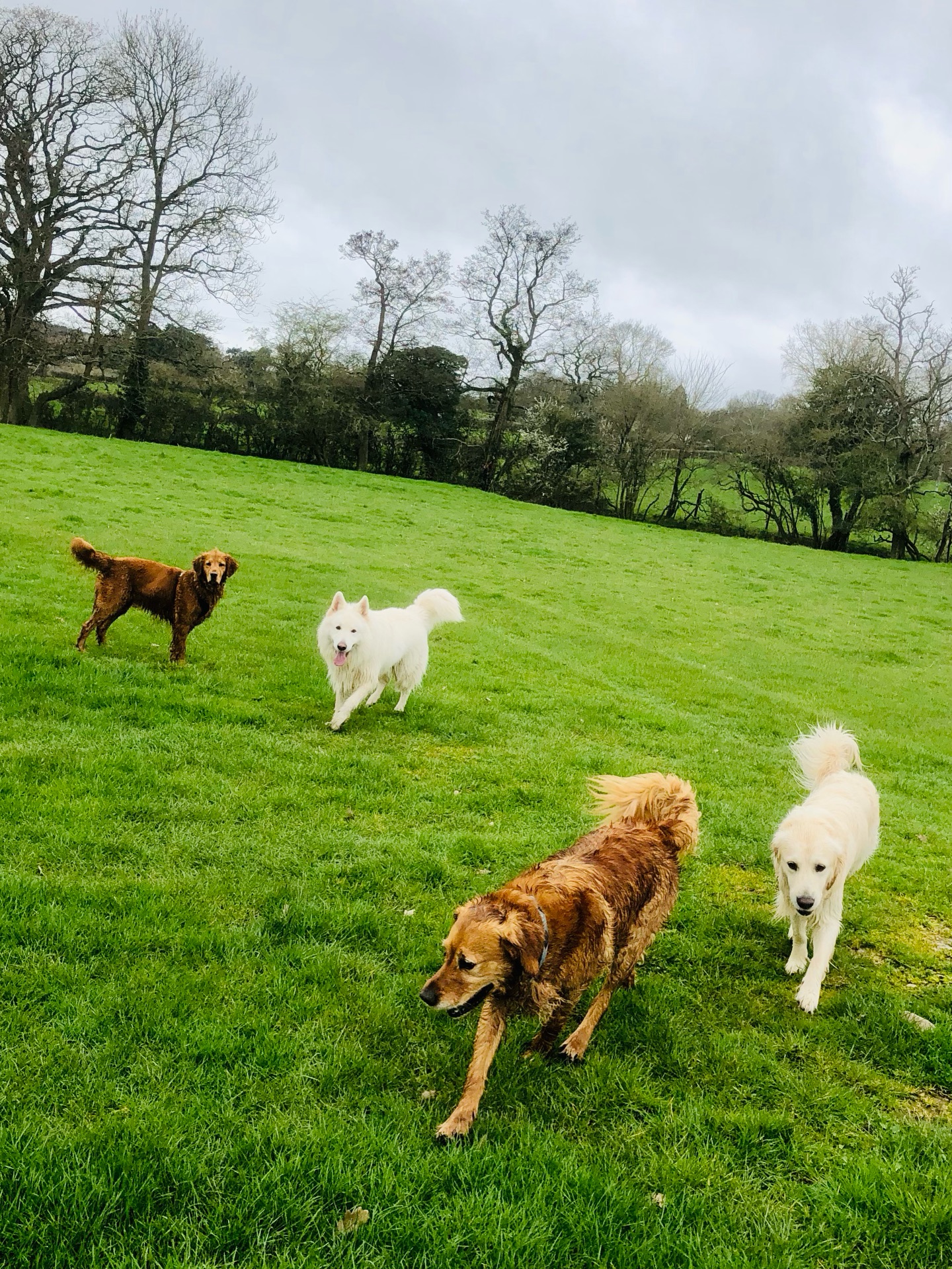 😁😁😁😁
If your dog would like to have a walk with us then contact us at www.ardendogwalking.co.uk and check out our half-day experience.
#ullenhall #tanworthinarden #hockleyheath #henleyinarden #dog