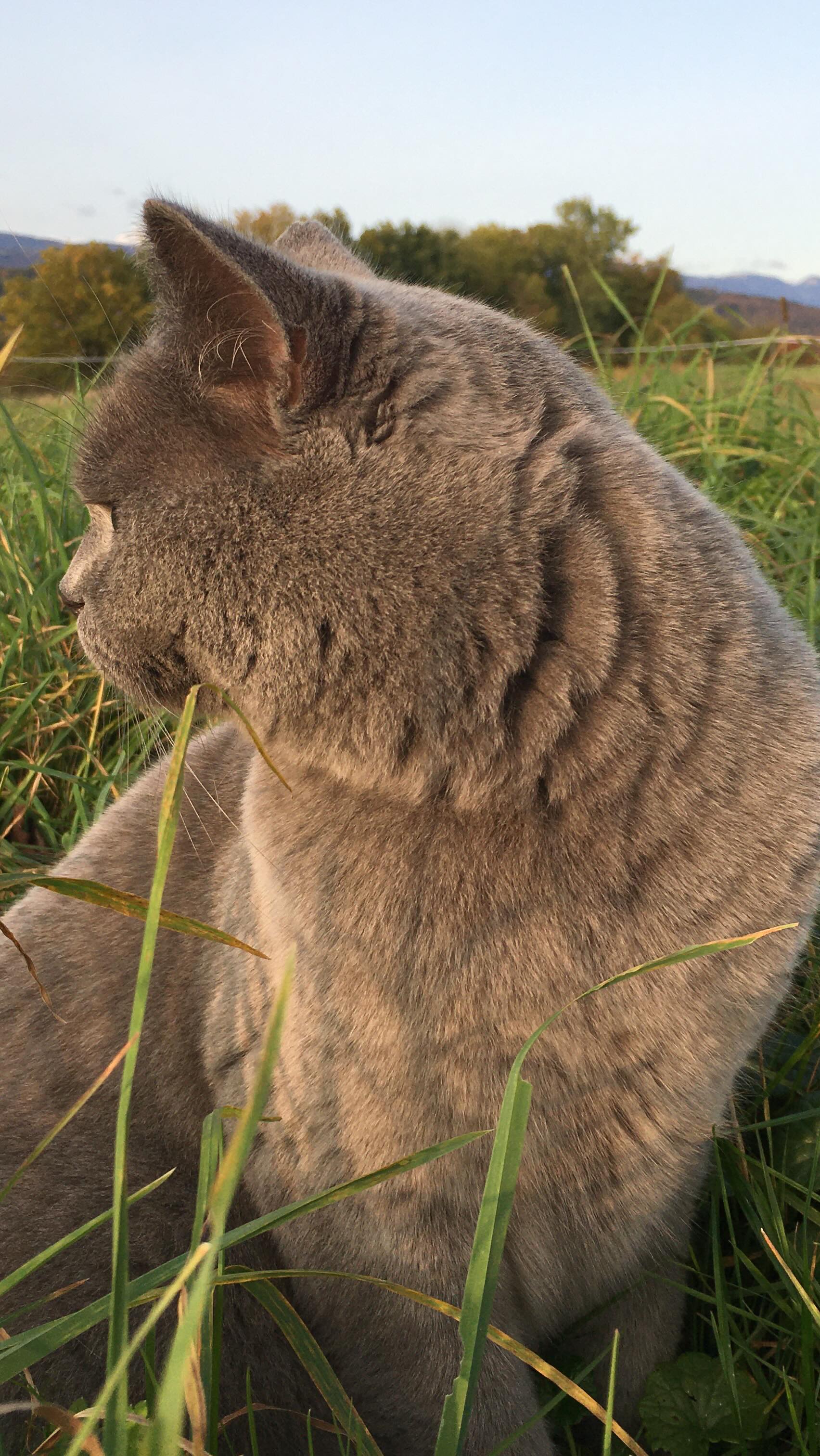Happy 10th Birthday Smokey 🎉🐾
Heute feiern wir ein Jahrzehnt voller Schnurren, sanfter Pfoten und dieser ganz besonderen Ruhe, die nur du in unser Zuhause bringst.
Du, kleiner grauer Weiser, der die Sonne auf der Terrasse besser geniessen kann als jeder Mensch. Du, der uns mit einem Blick zeigt, wann es Zeit ist für Nähe – und wann für königliche Alleinzeit.
Danke für all die stillen Momente, die warmen Abende, die leisen Gespräche ohne Worte 🙏
Auf viele weitere Jahre voller Gemütlichkeit, Abenteuer im Garten und deiner unverwechselbaren Smokey-Magie. Bleib so sanft, so stolz und so wunderbar!
Happy Birthday mein allerliebstes Fellnäschen 🐈⬛🩶
#smokey #happybirthdaysmokey #10jahreliebe #samtpfotenliebe #meinfroehlicheszuhause