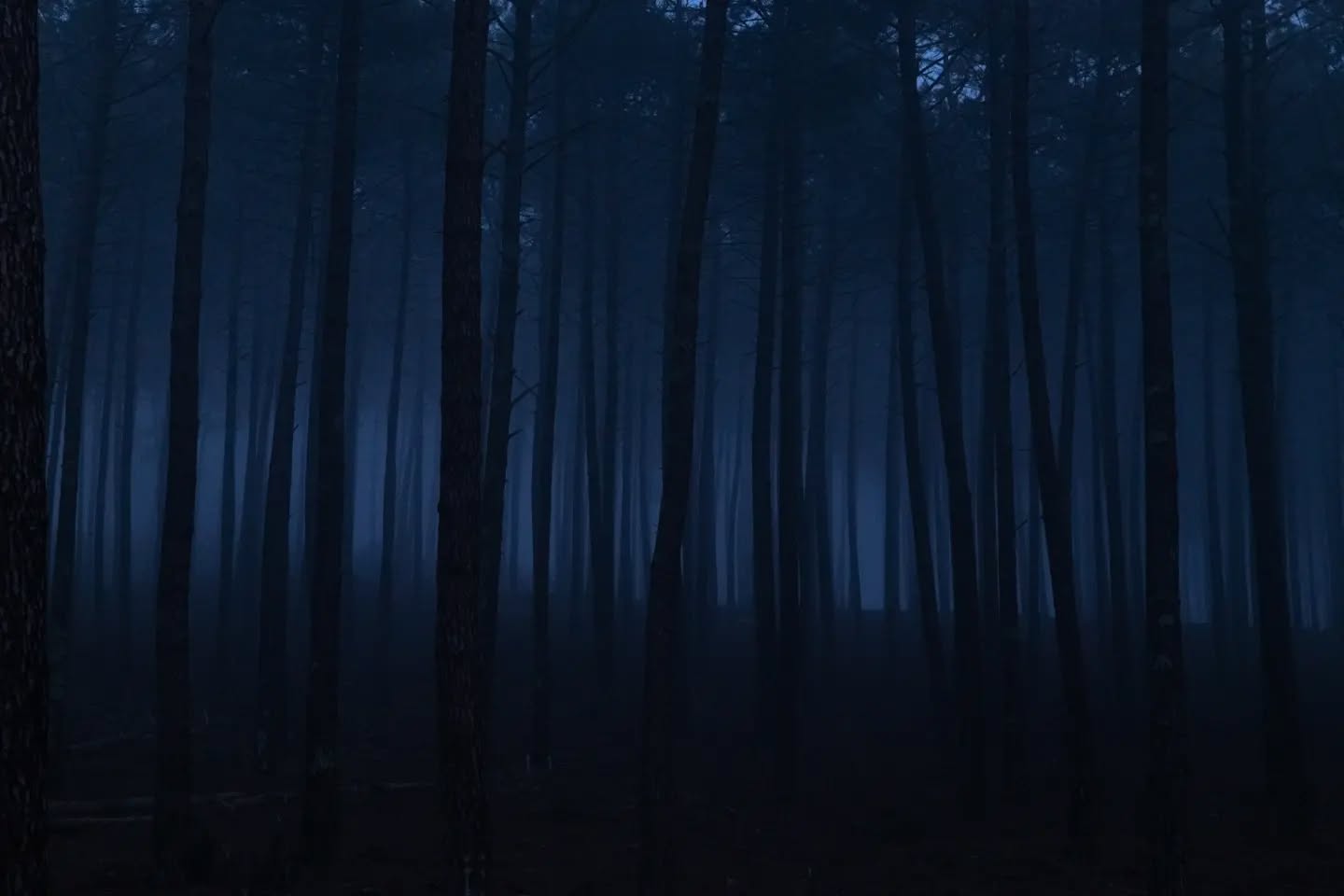 Blue lines. #januarymood #blue #wood #waves #barrel #surfing #surf #forest #pinetrees #fog #foggy #blueaesthetic #landestourisme #surfphotography #jamaissansocean #biscarosse #contis #mimizan #mimizanplage #mimizantourisme #hossegor #capbreton #photographelandes #photographesudouest #photographemimizan #landes #leslandes #nikon #manonduport