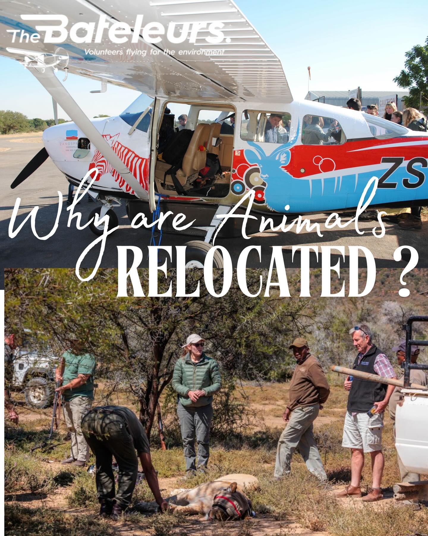Why move a wild animal at all? Because sometimes staying put is the bigger risk.
Animal relocation, or conservation translocation, is used to give species a better chance of survival, reduce pressure on overcrowded habitats, restore ecosystems, and help animals return to areas where they once belonged. It is not just about “moving animals somewhere nicer”; it is a carefully planned conservation tool with long-term ecological goals. 
A less-known fact? Relocation can help rebuild entire ecosystems, not just save individual animals. When key species are returned to the right landscapes, they can restart natural processes like grazing patterns, seed dispersal, and habitat balance. In some cases, translocation is also used to spread risk, so one drought, disease outbreak, or local threat does not wipe out an entire population. 
Another fact many people do not realise: moving wildlife is incredibly complex. Teams have to consider stress, genetics, disease risk, habitat quality, social structure, food availability, and what role that species plays in the ecosystem before a relocation happens. It is conservation, science, logistics and timing all working together. 
That is why organisations like The Bateleurs matter so much. The Bateleurs provide aerial support to conservation and environmental organisations, including work linked to wildlife conservation, habitat surveys, game counts, and the translocation of animals and birds. That kind of access from the air can make remote, urgent, or large-scale conservation work far more possible. 
Because sometimes saving wildlife is not only about protecting where animals are
it is about helping them get to where they need to be.
#TheBateleurs #WildlifeConservation #AnimalRelocation #ConservationInAction #ProtectBiodiversity