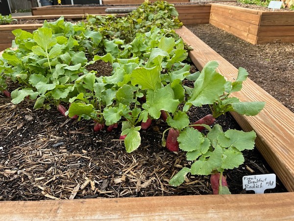 Check out how much our plants have grown!! We can’t wait for all the healthy harvests 🌱