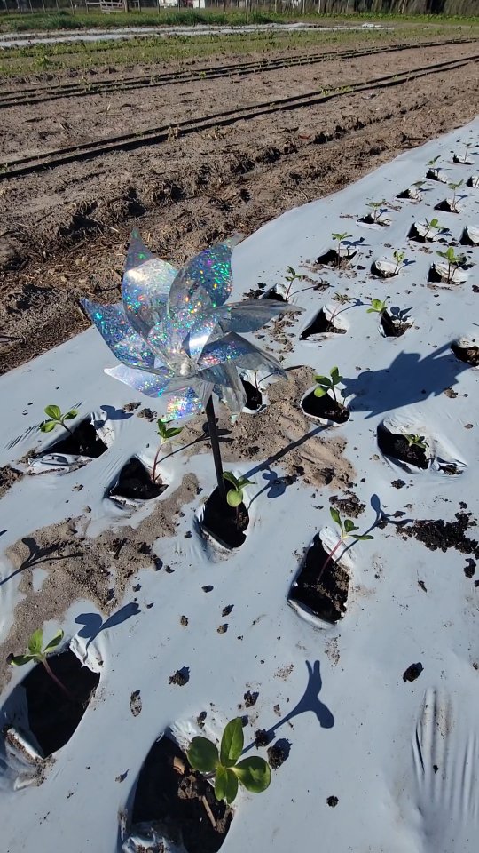 Spring weather in Florida is such a great time of year. Freezes should be done with us and it's time to get the crops growing. Gonna be a great season! #sweetfieldsfarm #sunflowers #farmlifebestlife