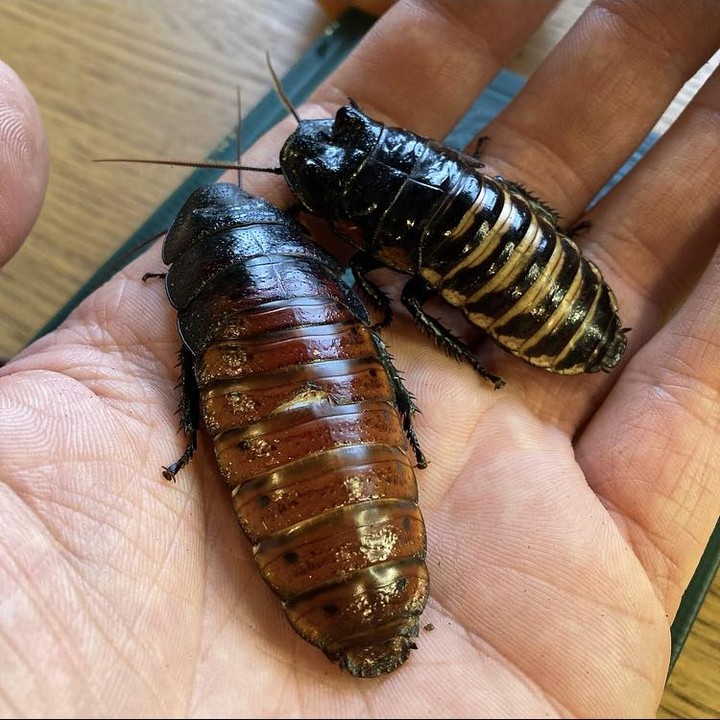 Did you know male Madagascan Hissing Cockroaches have horns?
They use them to fight with other males in a similar way to stags.
#cockroaches#cockroach#cockroachesofinstagram#madagascanhissingcockroach#invertebrates#roaches#fact#didyouknowfacts#didyouknow#interesting#bugs#wildlife#nature#photography