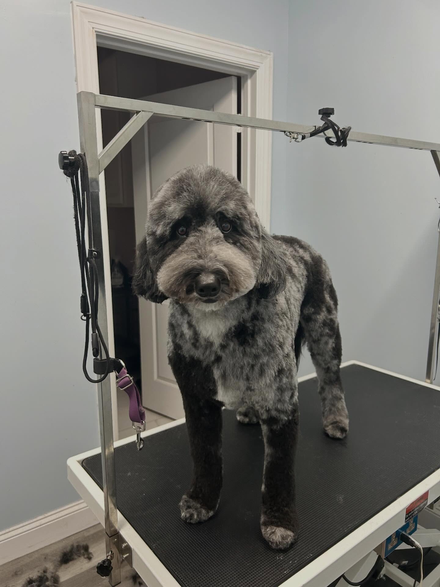 After a good groom ✂️🛁
#doggroomingsalon #dogsofinstagram #doglover #aussiedoodle #grooming