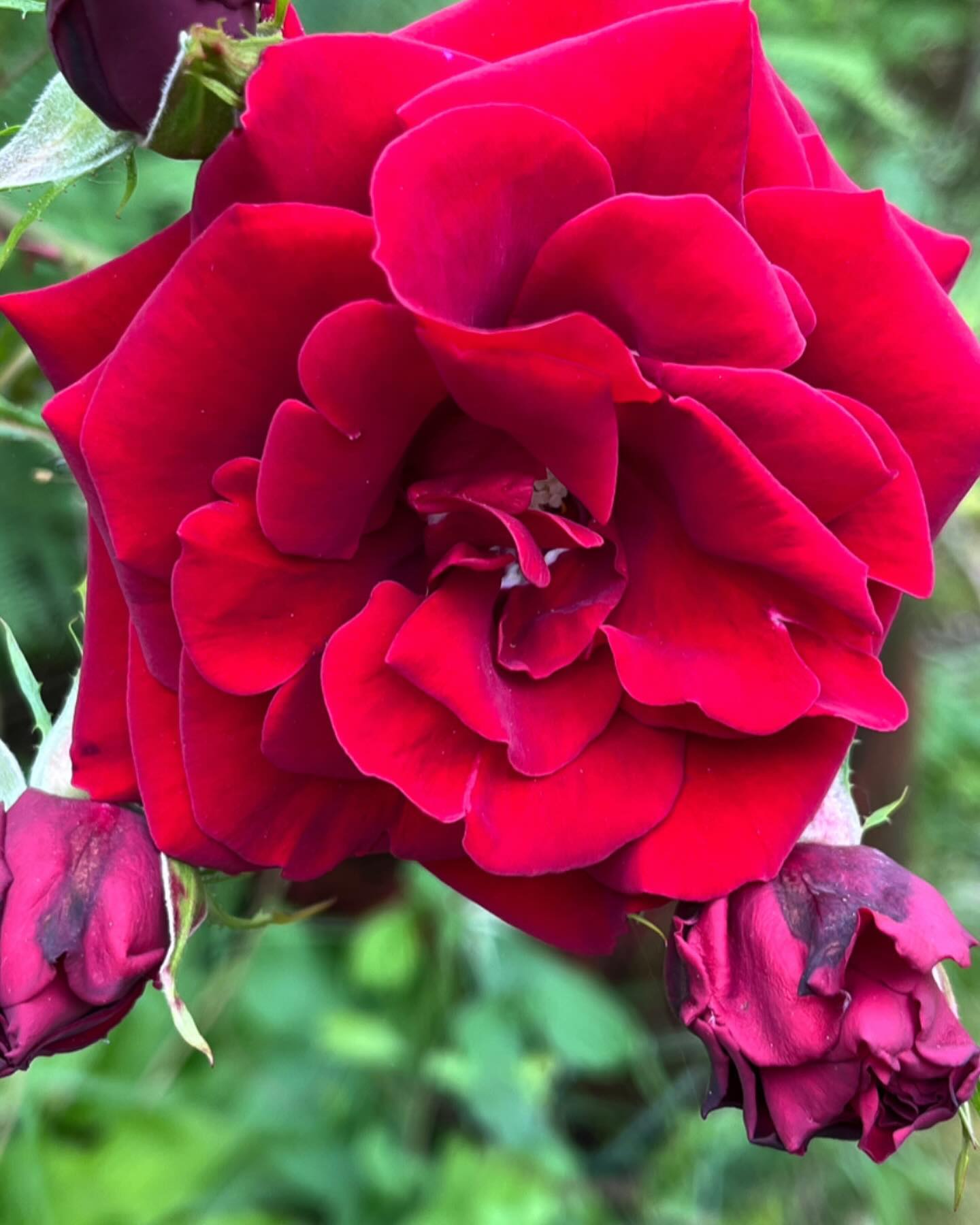 In the garden today