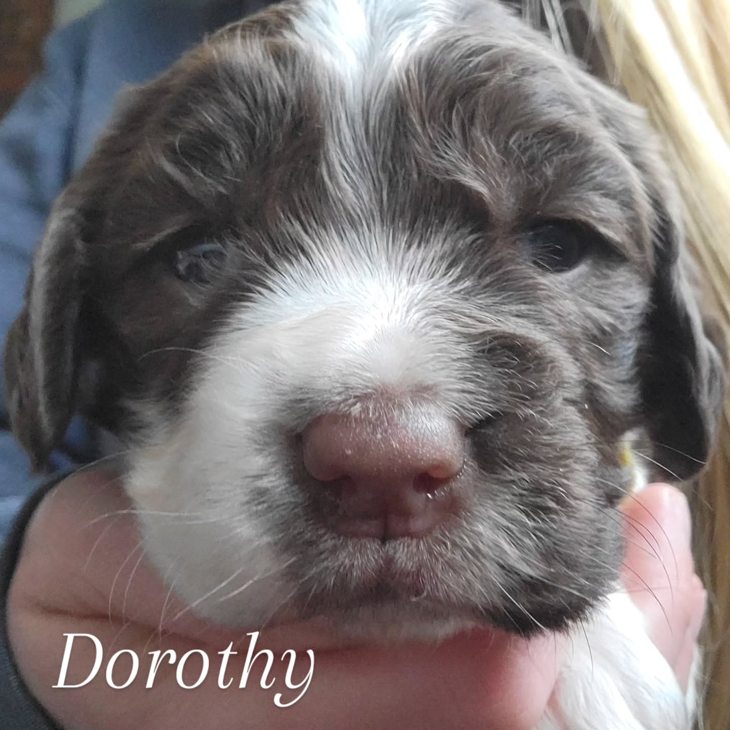 3 weeks old today! Time is flying.
#dog #puppy #love #cute #spaniel