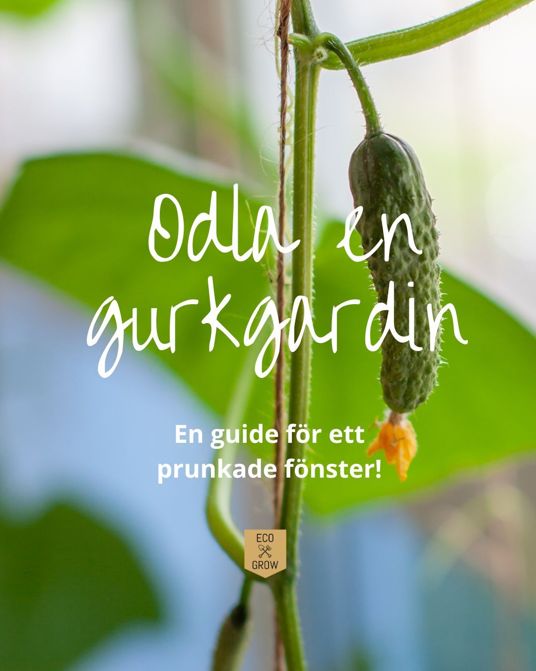 Vill du ha ett prunkade fönster fyllt med gurkor redan i vår? Då är det hög tid att starta din gurkgardin nu🥒 Du hittar ett färdigt odlingskit med allt du behöver för att sätta igång i vår bio💚