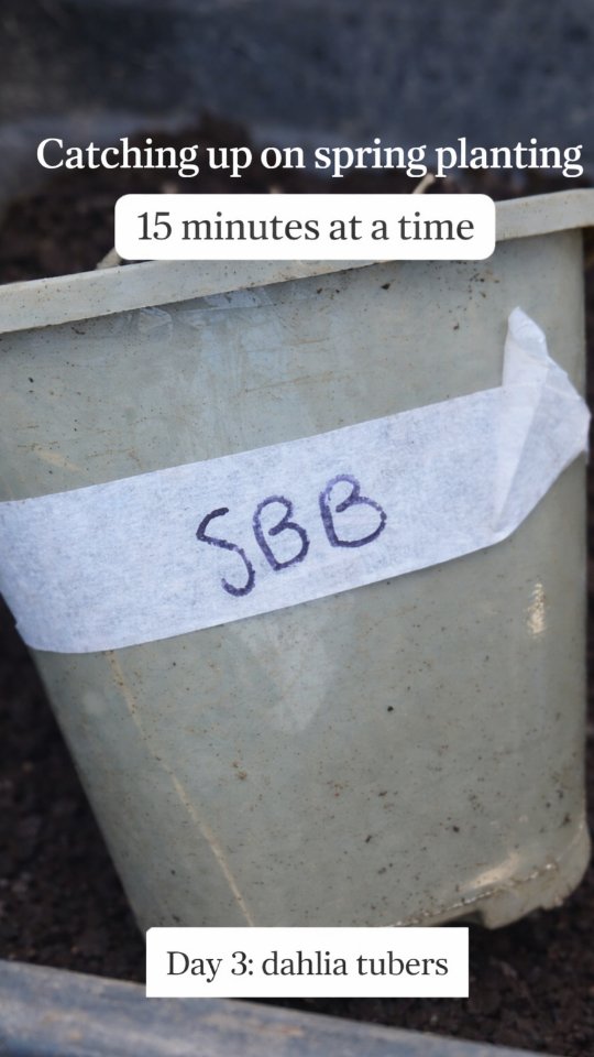 Day 3 — 15 minutes.
Potted up some dahlia tubers I’d already divided…
but then never actually planted 🙃
Trying something new here; placing a few together in a shallow plastic tub, alongside my usual potting
Also, can anyone guess what SBB stands for?
15 minutes, and starting the day feeling a bit more on top of things. 🌱