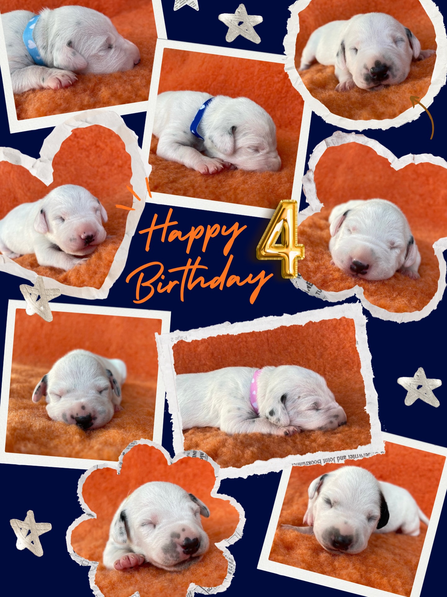 HIEP HIEP HOERA!🥳 De “puppies” van ons eerste nestje (Womanizer of the Living Spots X Lichtenbelt’s Summer Breeze) zijn vandaag jarig! Ze zijn 4 jaar geworden!🧡