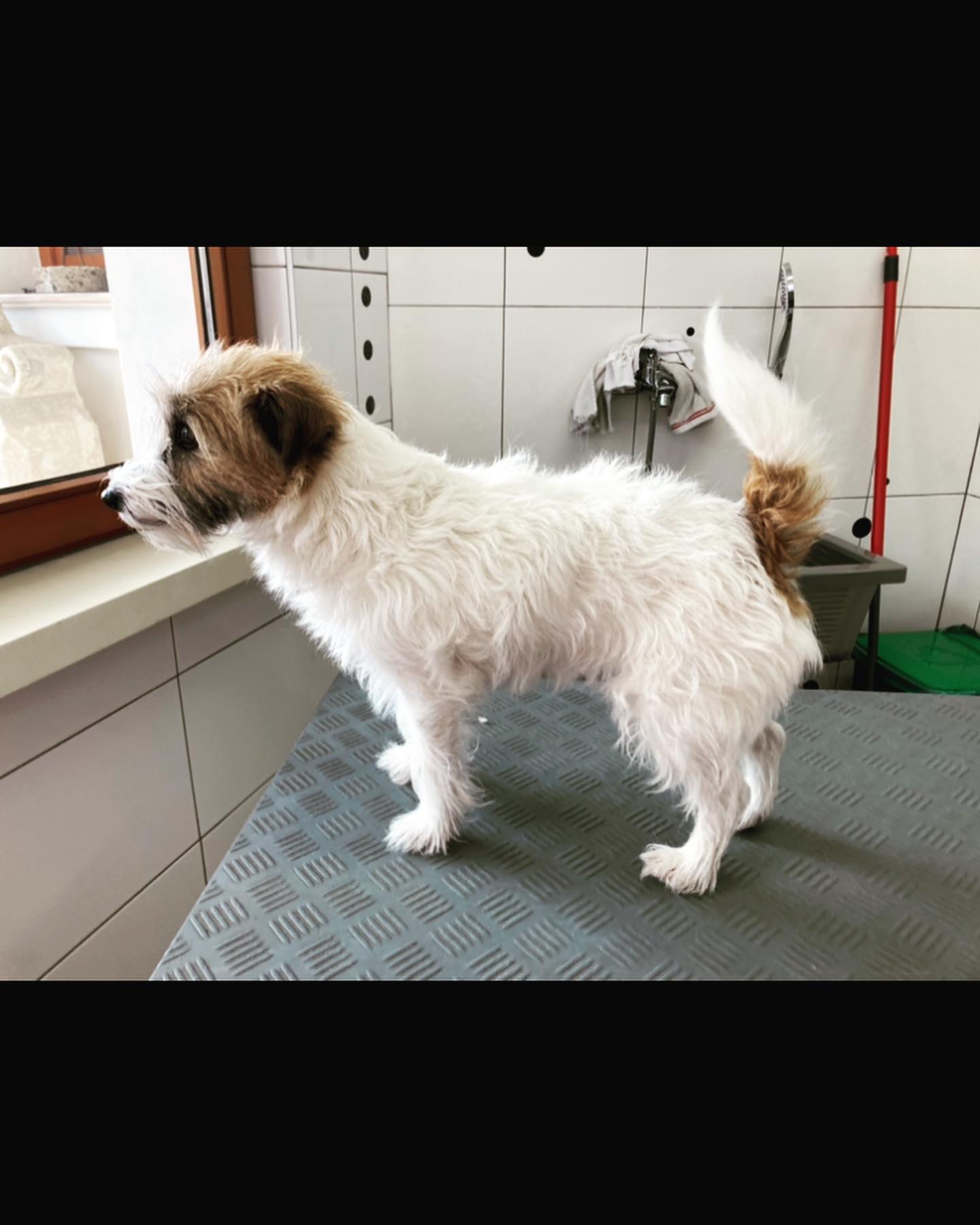 Die kleine süße Lilli bekam heute ihr Winterfell ab😍🥰
#jackrussell
#trimmen
#trimmmesser
#handarbeit
#machtrichtigspaß😃
#vorhernachher💫