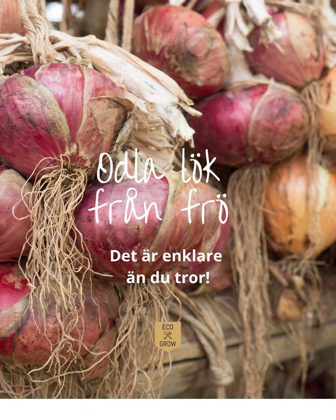 Att odla lök från frö är både roligt och givande 🌱🧅
Många väljer att sätta sättlök, men genom att så från frö kan du få fler sorter att välja mellan, fler lökar för en billigare peng och dessutom ofta ett bättre lagringsresultat. I blogginlägget du hittar i vår bio går vi igenom steg för steg hur du lyckas med din lökodling från frö!