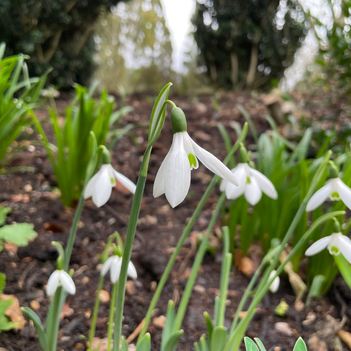 We were amazed to find snowdrops growing beside one of the paths at Ickworth House when we visited their 'Christmas on the Continent' display (photos of which to follow...)
.
We get a little bit over-excited about snowdrops each year, and are reassured that there is a strong heritage for snowdrop-enthusiasm (called 'galanthomania'), but were surprised to find these ones growing so early. Perhaps someone at @ickworthnt would be able to tell us the variety?
.
.
.
.
.
.
#snowdropseason #galanthus #galanthomania #galanthophile #snowdrop #snowdrops #ickworth #nationaltrust #nationaltrustmember #winter #myseasonalstory #winterblooms #winterflowering #flowersmakemehappy