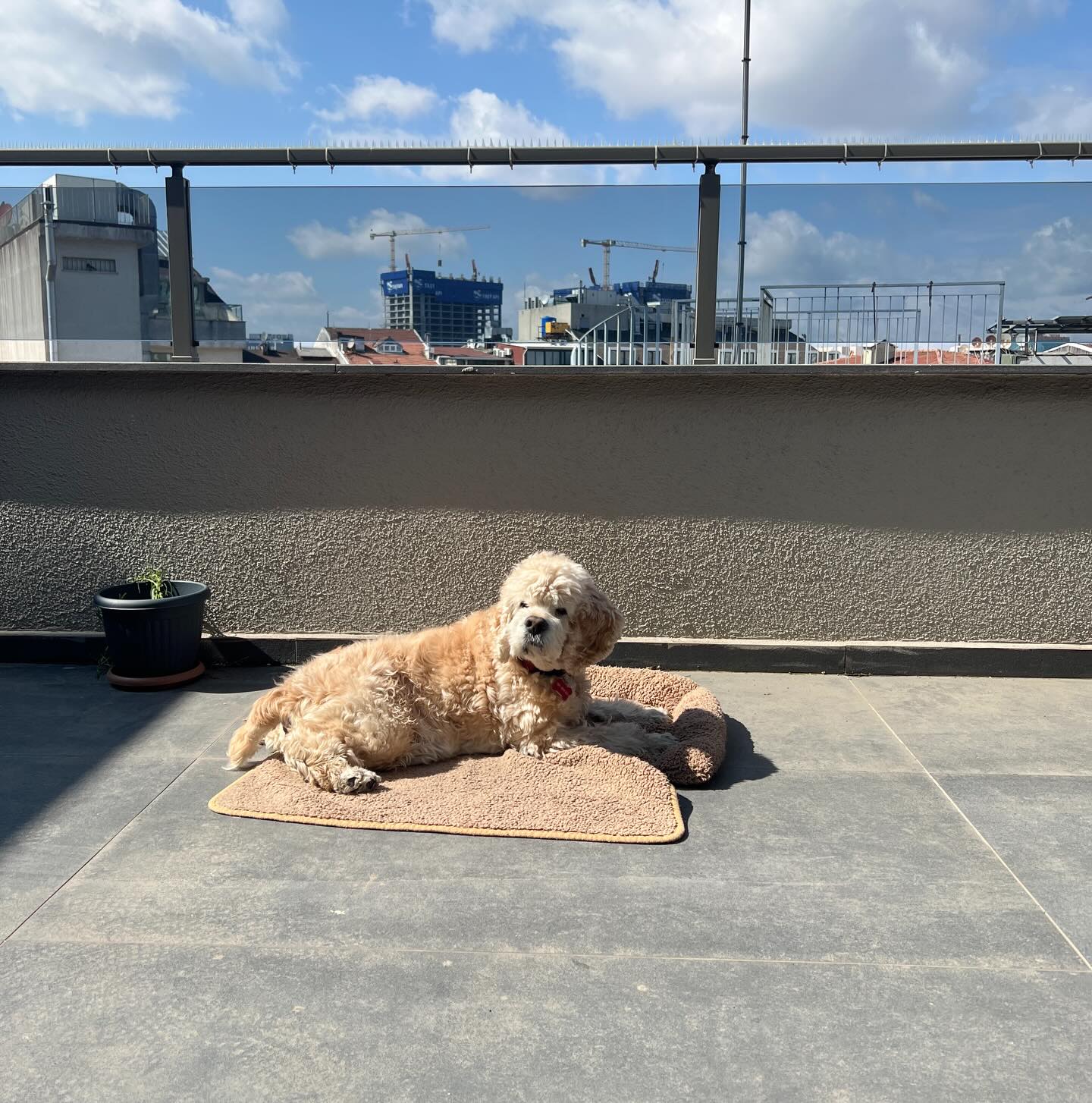 It’s beginning to look a lot like Spring- and Bruno’s loving it! 🤩